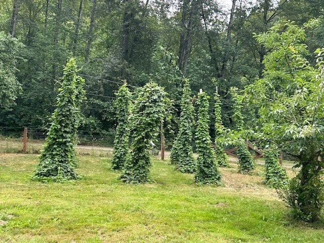 Cancelled: Hops: Harvest to Pint Glass