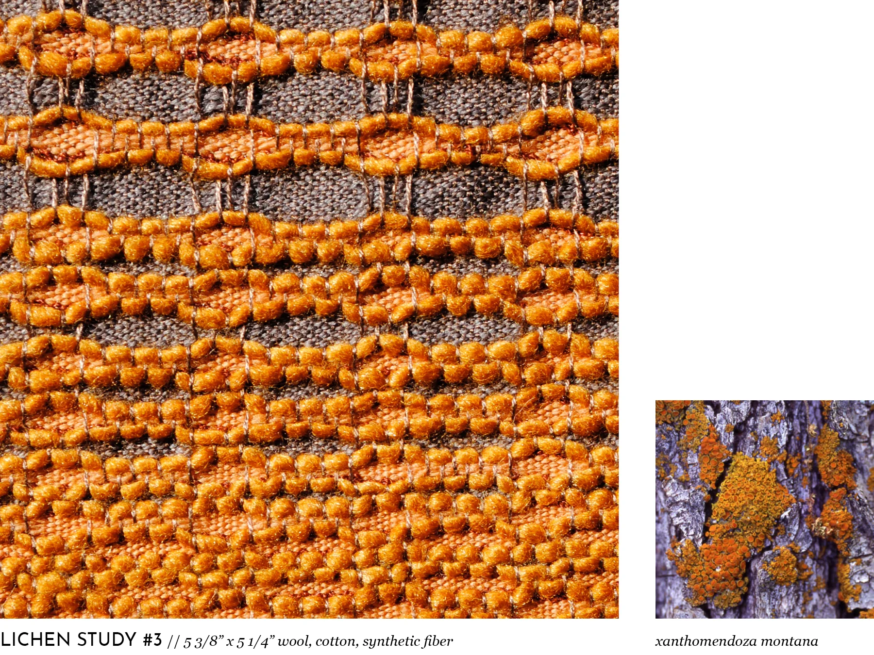 lichen9.jpg