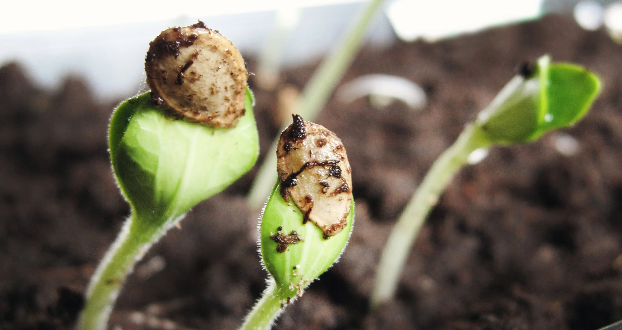 Fun for tots in the garden