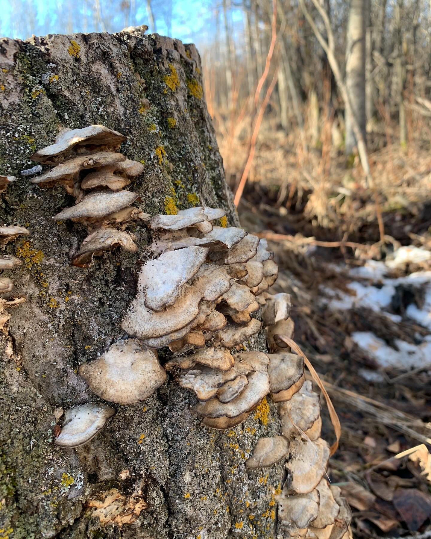 It is good to be alive
On this day in early April.

All nature is involved in an awakening - 
a resurrection. 
Buds swell on trees
And shoots are poking through the ground.
Soon a green mist will appear in the woods 
The beginning of a riot of leaves