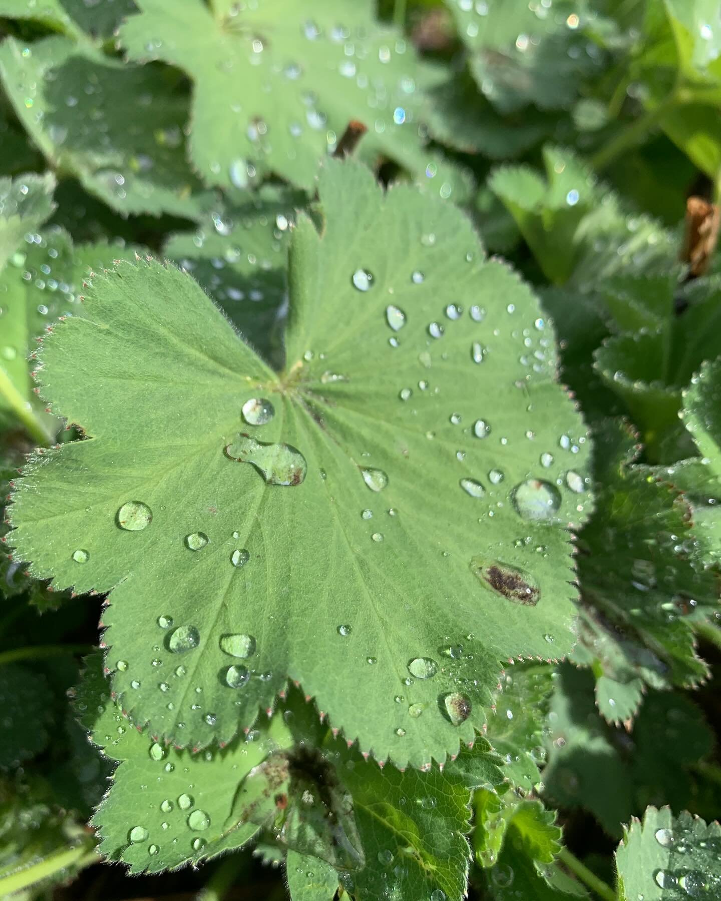 I am sharing to bear witness to the reality that even in the darkest moments of our lives, there is still beauty, still an order to the season, still kindness that shines a light. 

It is so easy to focus on the problems, the ache, or the evil, and f