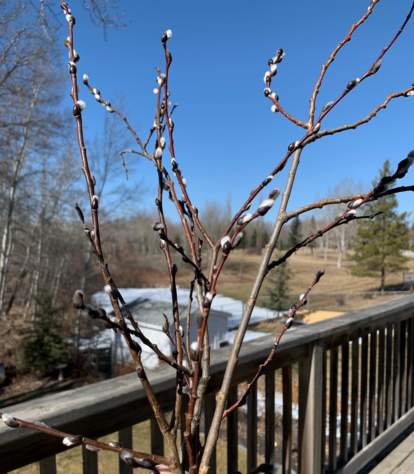 𝗪𝗲𝗶𝗴𝗵𝘁𝘀 𝗮𝗻𝗱 𝗰𝗼𝘂𝗻𝘁𝗲𝗿 𝘄𝗲𝗶𝗴𝗵𝘁𝘀. 

Murmurations of Bohemian waxwings,
Magpies building nests, 
Counting down the treatments 
And waiting for results. 

The honk of geese in the sky overhead
Chandelier rainbows on walls, 
Grief my 