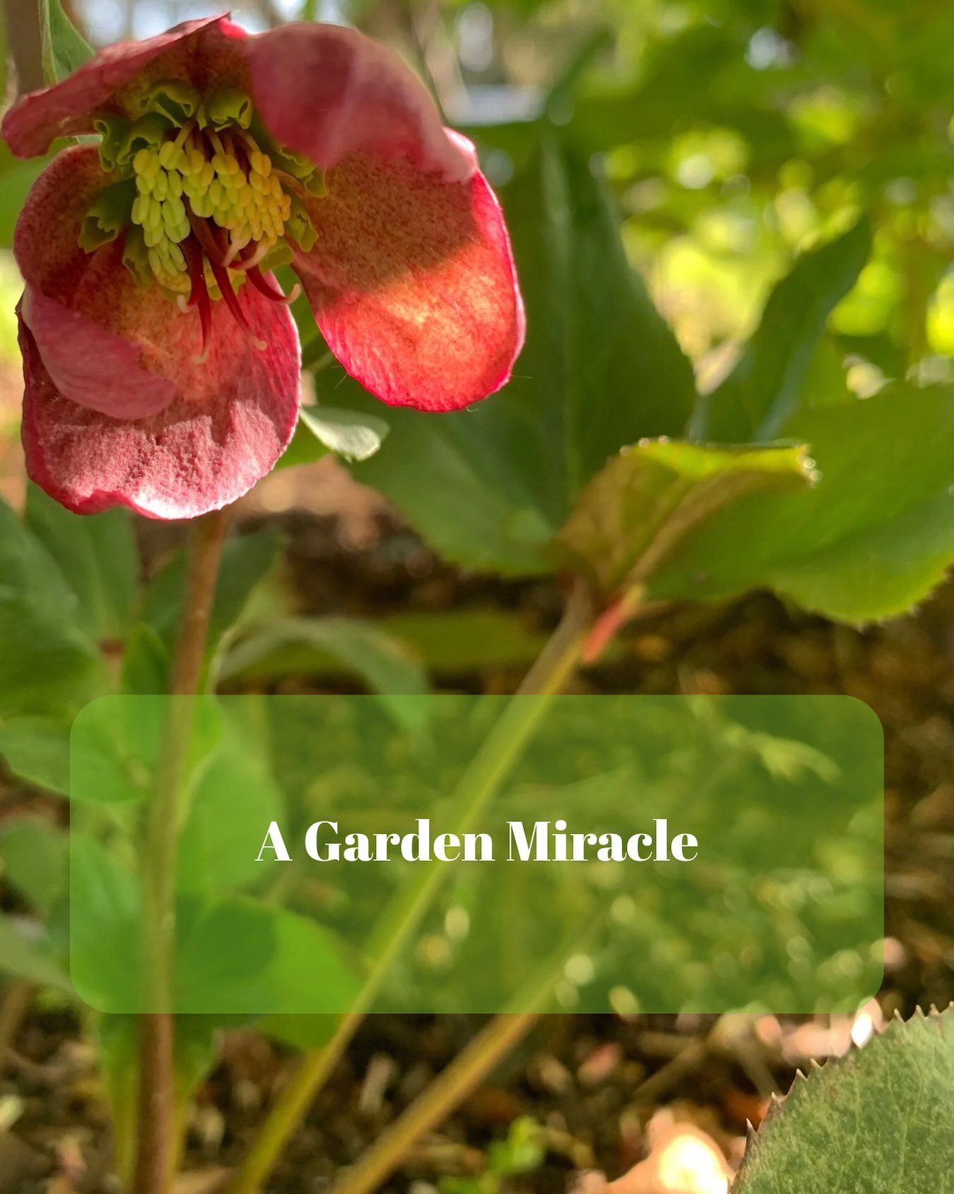 This plant should not thrive here in zone 3B where I live,
with its hostile growing conditions. 
Yet here she is blooming.
The tiny flower of this hellebore 
makes me wonder if improbable, 
against-all-odds-outcomes are possible.
Maybe in my darkness