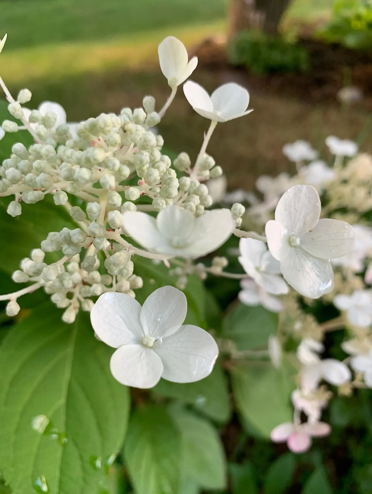 When you are feeling small, and wonder what could possibly come from your tiny actions or contributions. Remember this, 

One single section
on the hydrangea blossom,
an ivory cup, 
the size of my thumb nail
cradles a drop of rain. 
One singular sepa