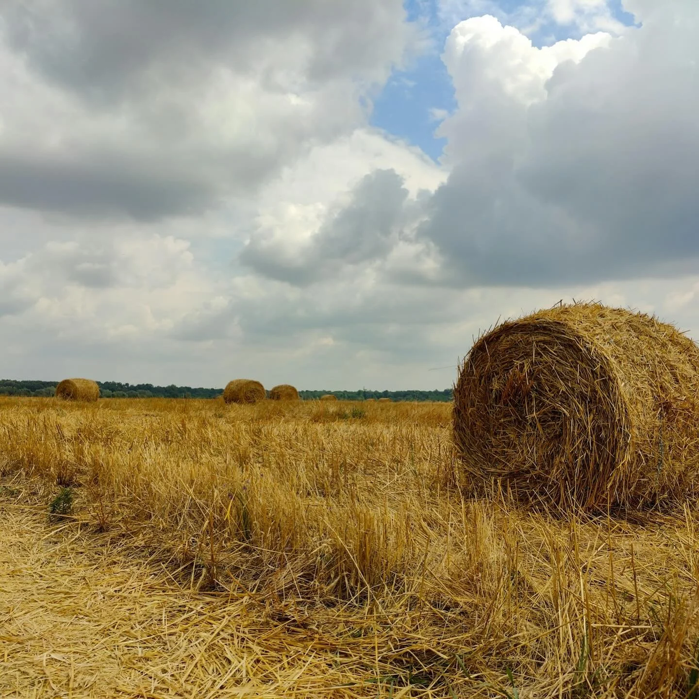 We drive down the road
past the farmer&rsquo;s fields.
Some are still golden with shorn stalks of hay,
others rich brown after the tilling.
Each field edged by golden aspens and poplars.
&nbsp;
Some farms are full of gathered geese
that familiar floc