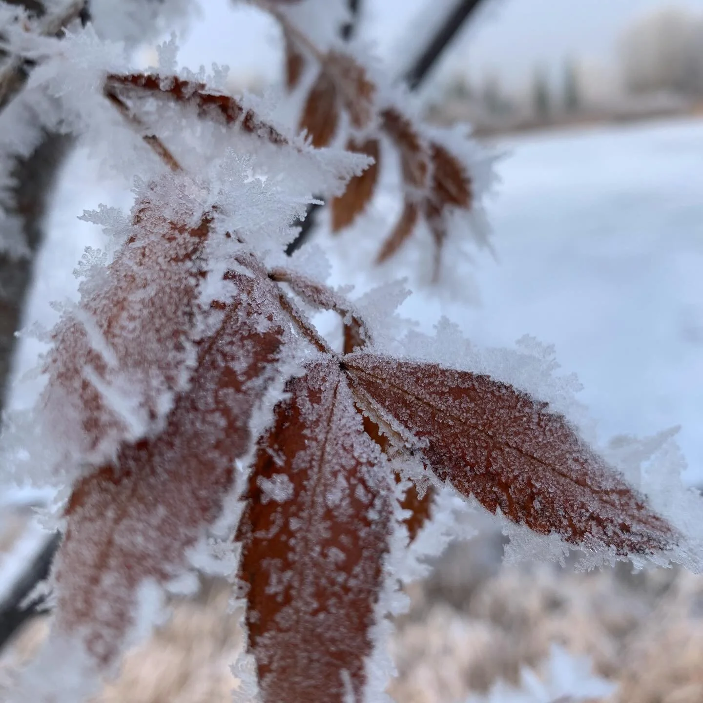 It was as though 
The warm breath of God 
Blew over the landscape overnight.
Painting everything 
In glistening white. 
Bushes burn cold and brilliant 
Under winter&rsquo;s sun. 
If it weren&rsquo;t so cold
I would take off my shoes 
Stand barefoot i