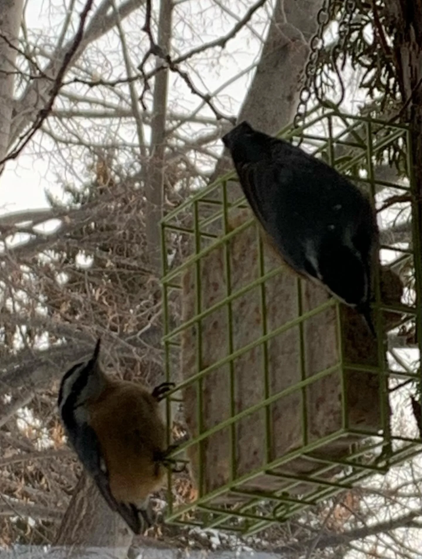 &ldquo;Attention is the beginning of devotion&rdquo; says Mary Oliver. 

So I&rsquo;m paying attention to the views outside my window when the weather is frigid. I&rsquo;m following @courtneyellis____ and her practice during lent of watching birds. 
