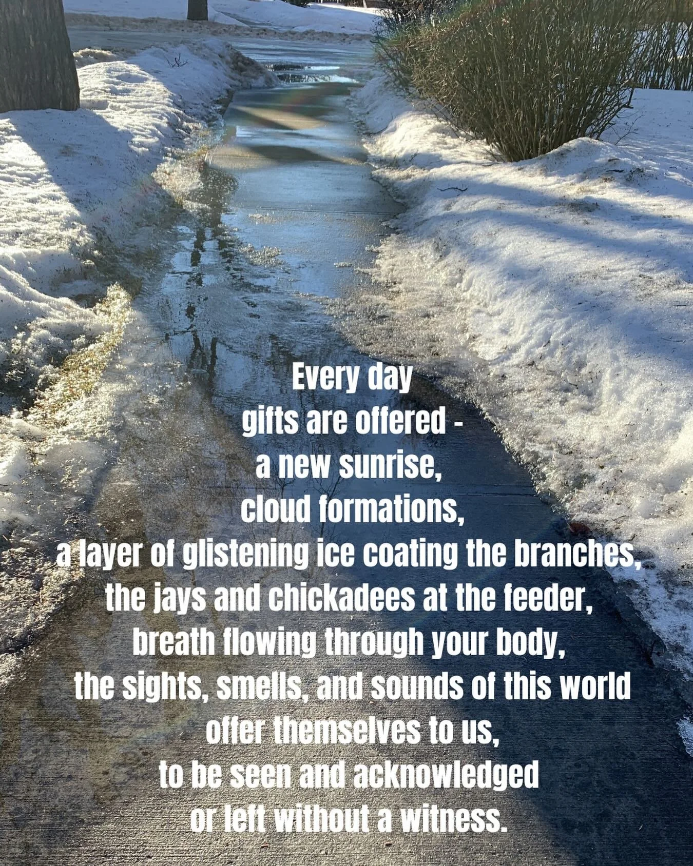 Every day
gifts are offered &ndash;
a new sunrise, 
cloud formations,
a layer of glistening ice coating the branches, 
the jays and chickadees at the feeder, 
breath flowing through your body, 
the sights, smells, and sounds of this world
offer thems