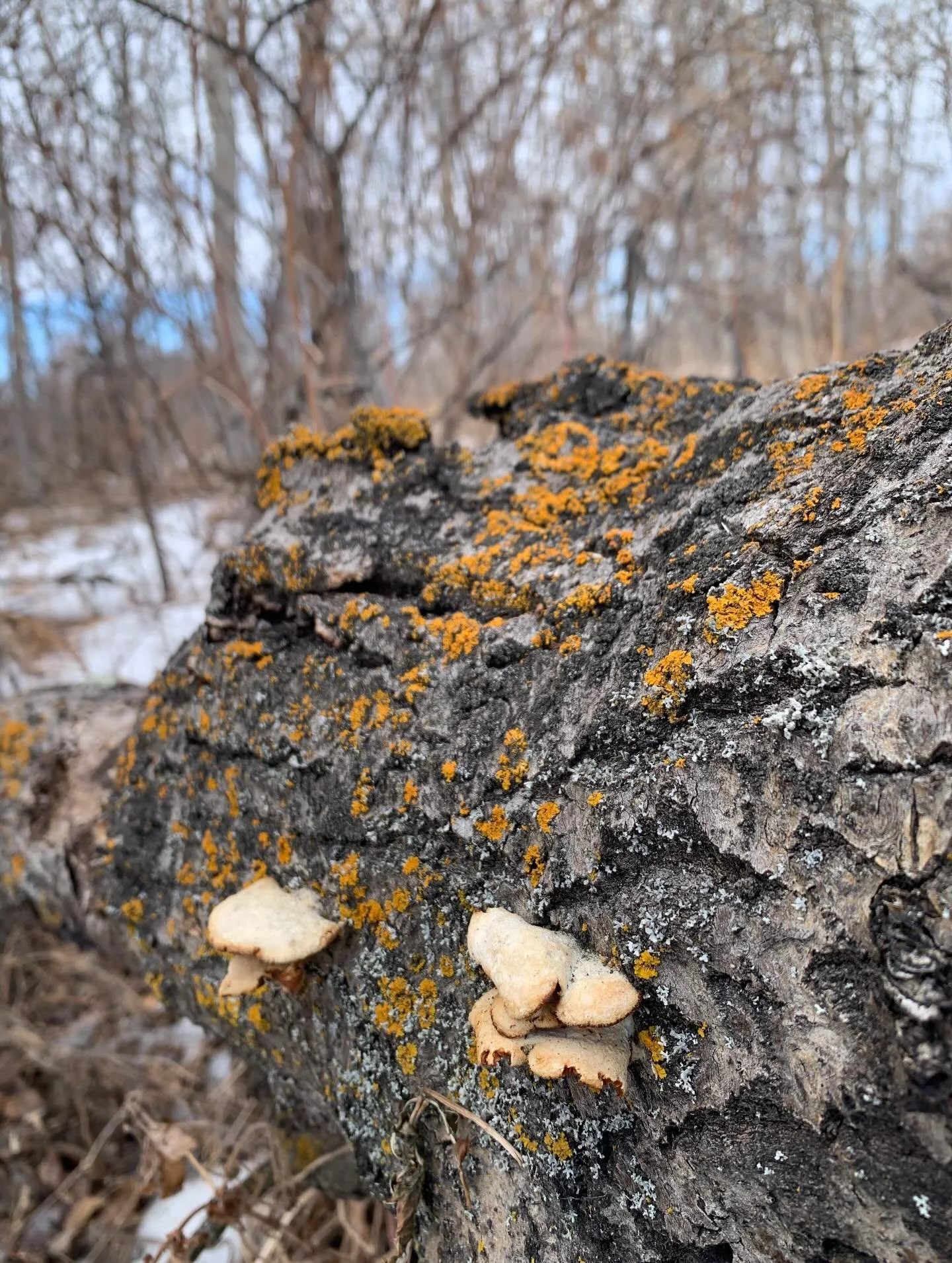 The beauty of a day right in the middle of winter and spring. The in-between can still be beautiful.

Also the Bohemian Waxwings arrived en masse! 🐦&zwj;⬛🐦&zwj;⬛🐦&zwj;⬛🐦&zwj;⬛🐦&zwj;⬛

How are you putting yourself in the &ldquo;path of oncoming b