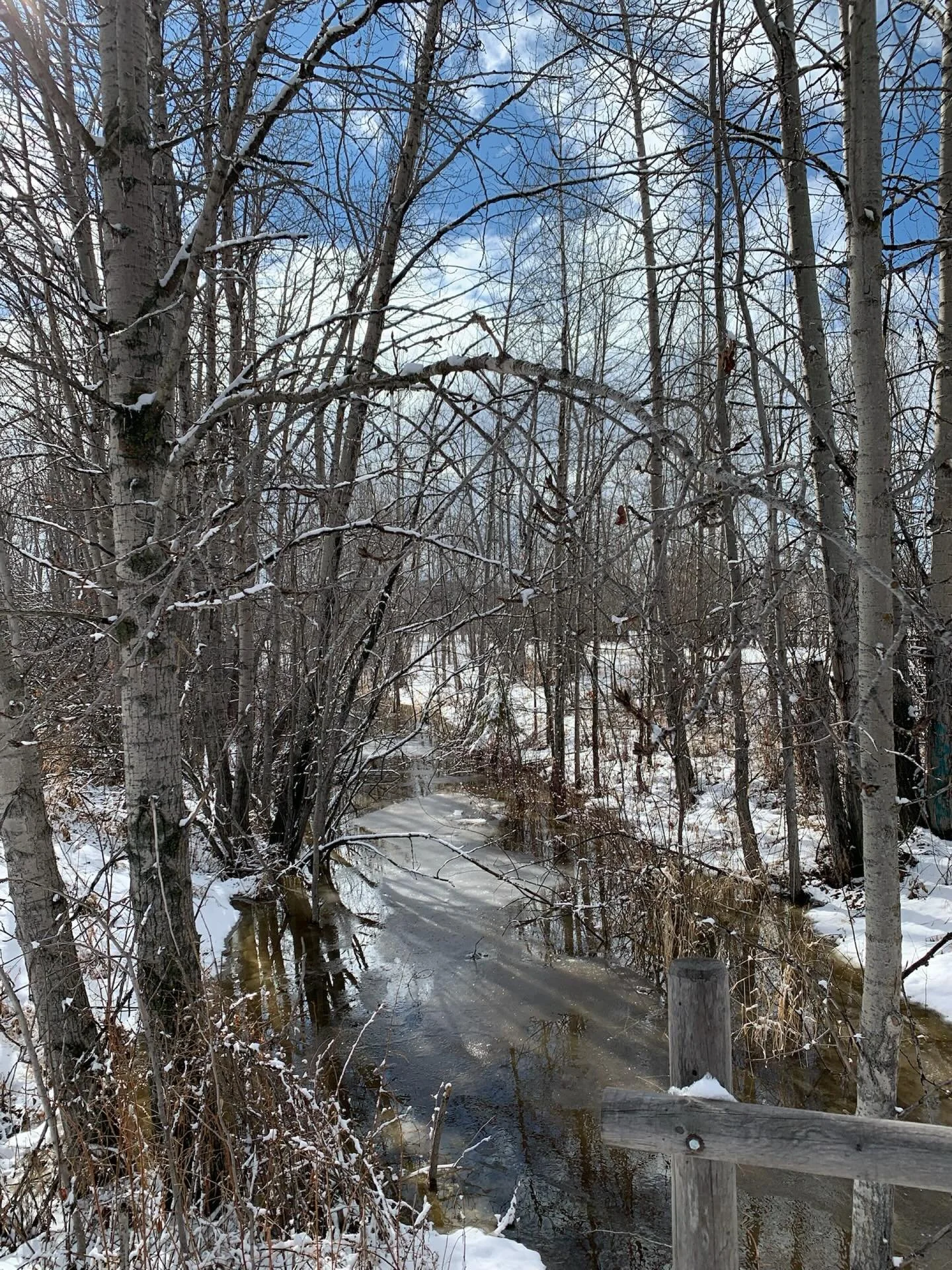 When my internal weather system tells me to prepare for another storm and it&rsquo;s hard to believe winter is drawing its last breath, I look to the birds.

The magpies are gathering twigs for their nests, the redpolls and finches are flitting and f