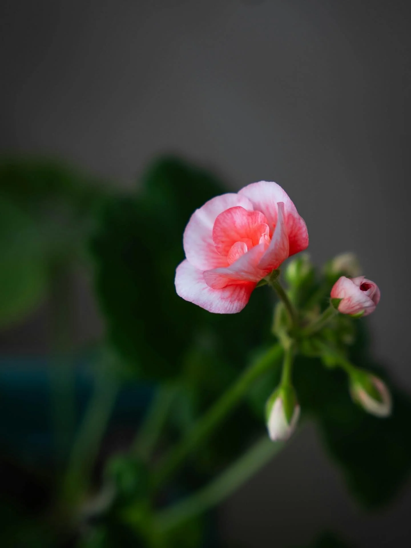 What can we say
When a discarded, forgotten,
And dried up geranium 
Sends up green shoots
And blooms,
Right there in the wheelbarrow 
Where you left it last fall
In a dark corner of the garage?

What can we say except 
Despite evidence to the contrar