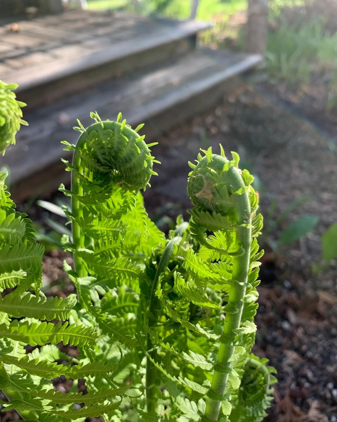 You are beautiful in the middle, in the not-yet,
in the very process of formation.

Wherever you are today, whatever stage of incompletion, rest in the truth that you are delighted in - right this very minute. 

Zeph. 3:17

#formation #growth #spring