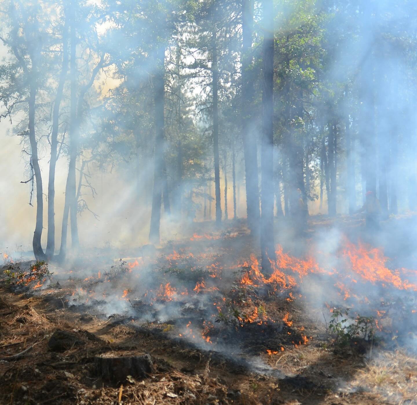 My father made his living putting out fires
He answered the alarm, suited up, climbed ladders, and wrangled hoses
to save people and their homes, 
sometimes cars, or factories. 
He did not talk about it much
afraid to cause his children anxiety.
&nbs