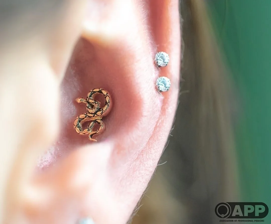 Snake Conch
