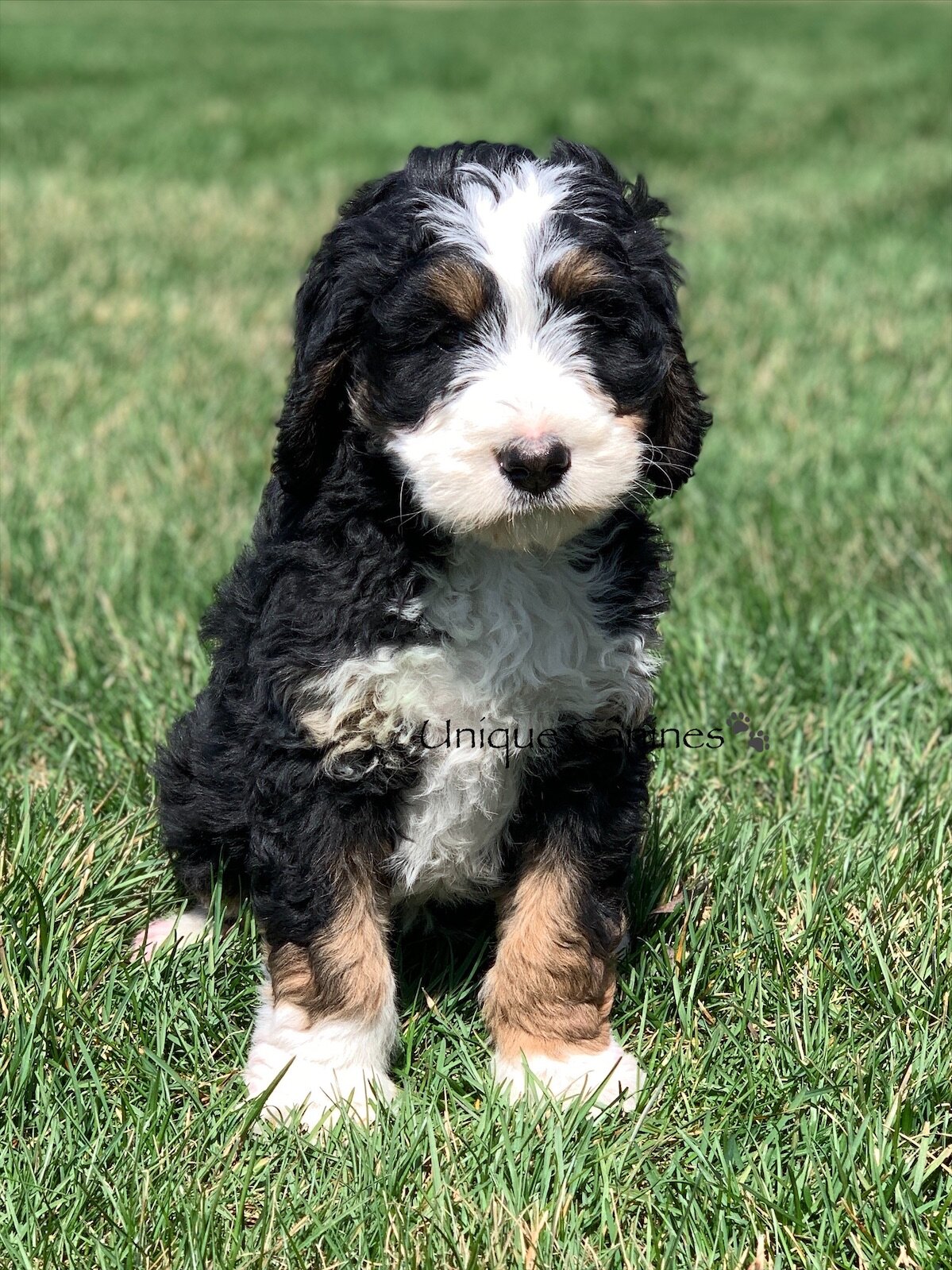 Indiana Bernedoodles and Aussiedoodles | near Chicago| doodle breeders Indiana Bernedoodles and Aussiedoodles | near Chicago| doodle breeders