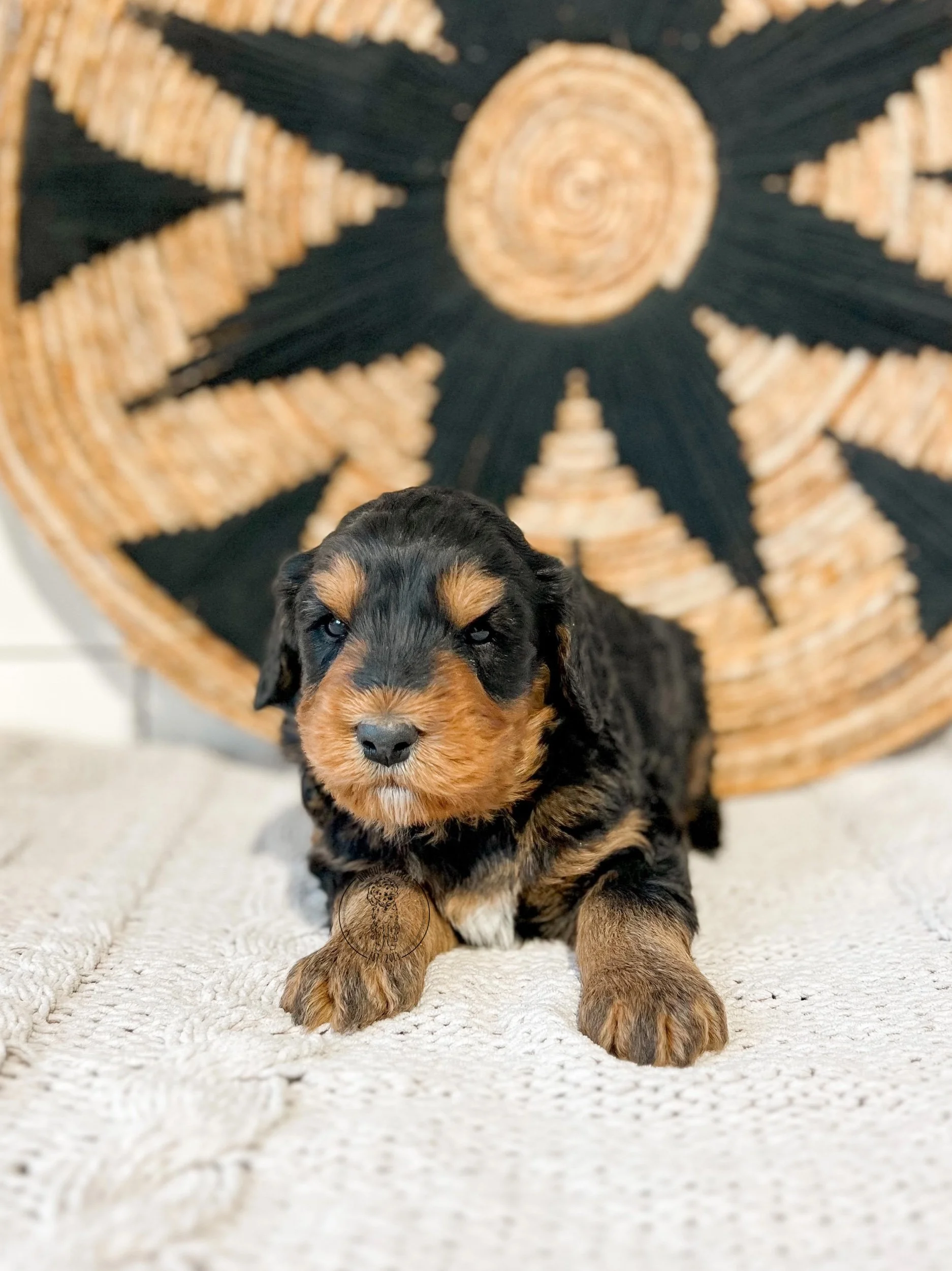 eZy Watermark_29-02-2024_04-53-41-6510PM.jpeg