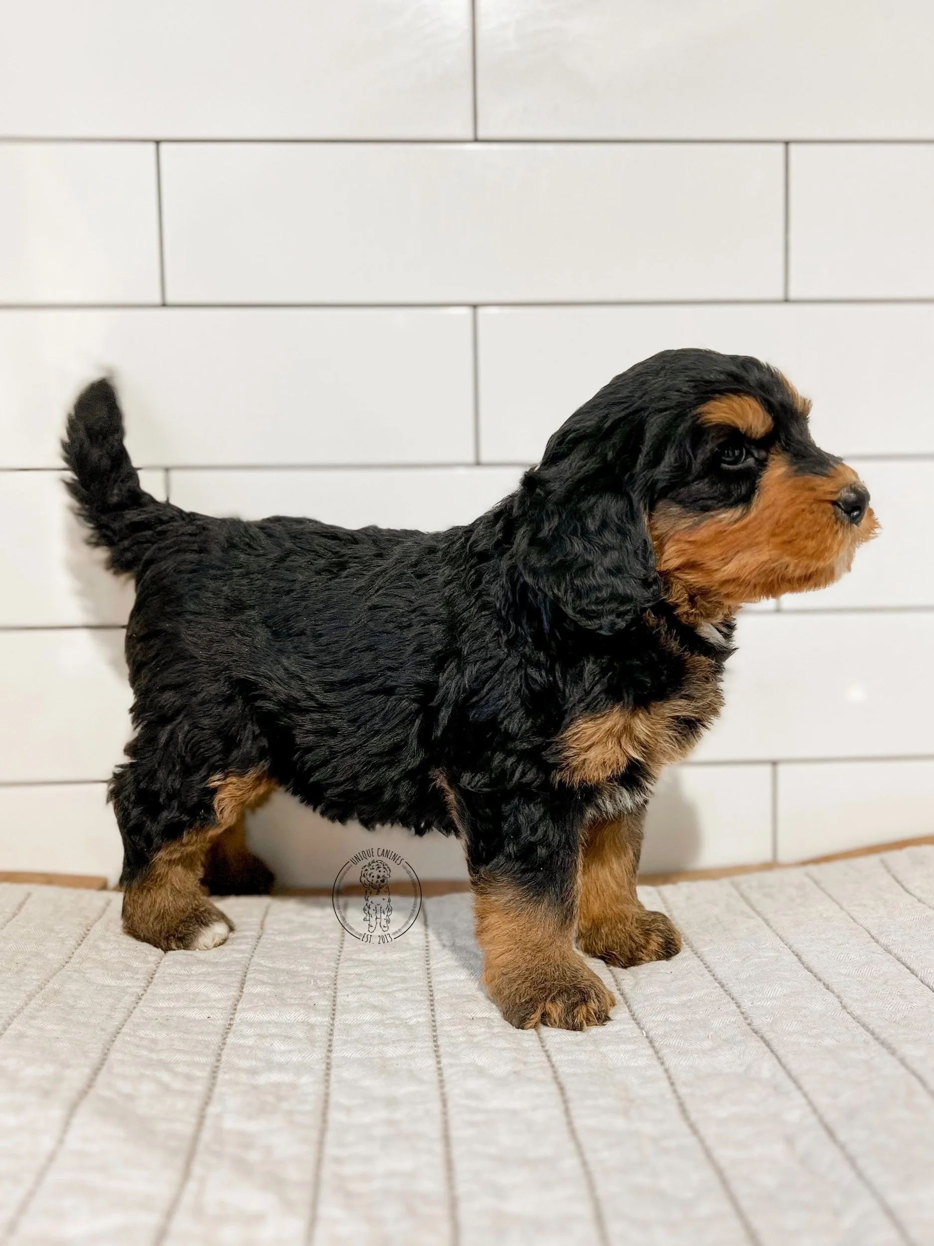 eZy Watermark_20-03-2024_12-45-59-3780PM.jpeg