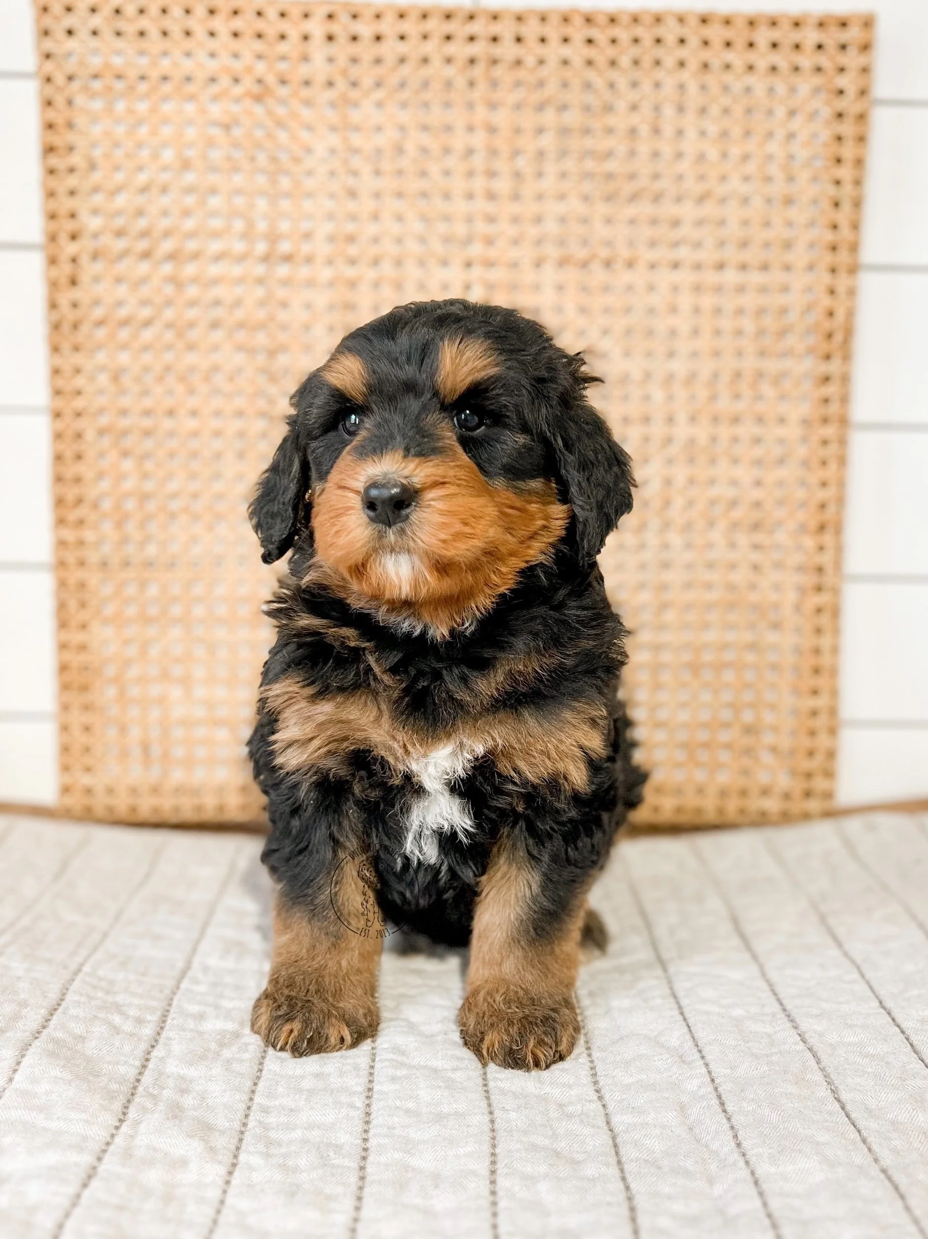 eZy Watermark_20-03-2024_12-45-59-1680PM.jpeg