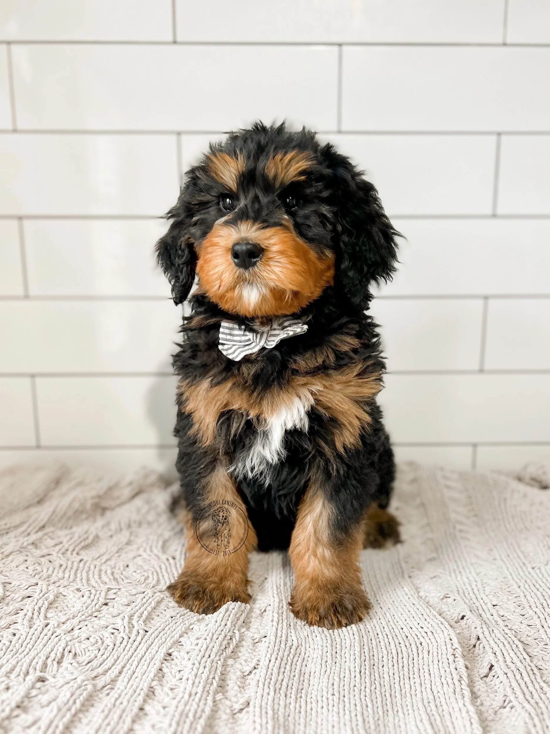 eZy Watermark_20-04-2024_02-37-44-4220PM.jpeg