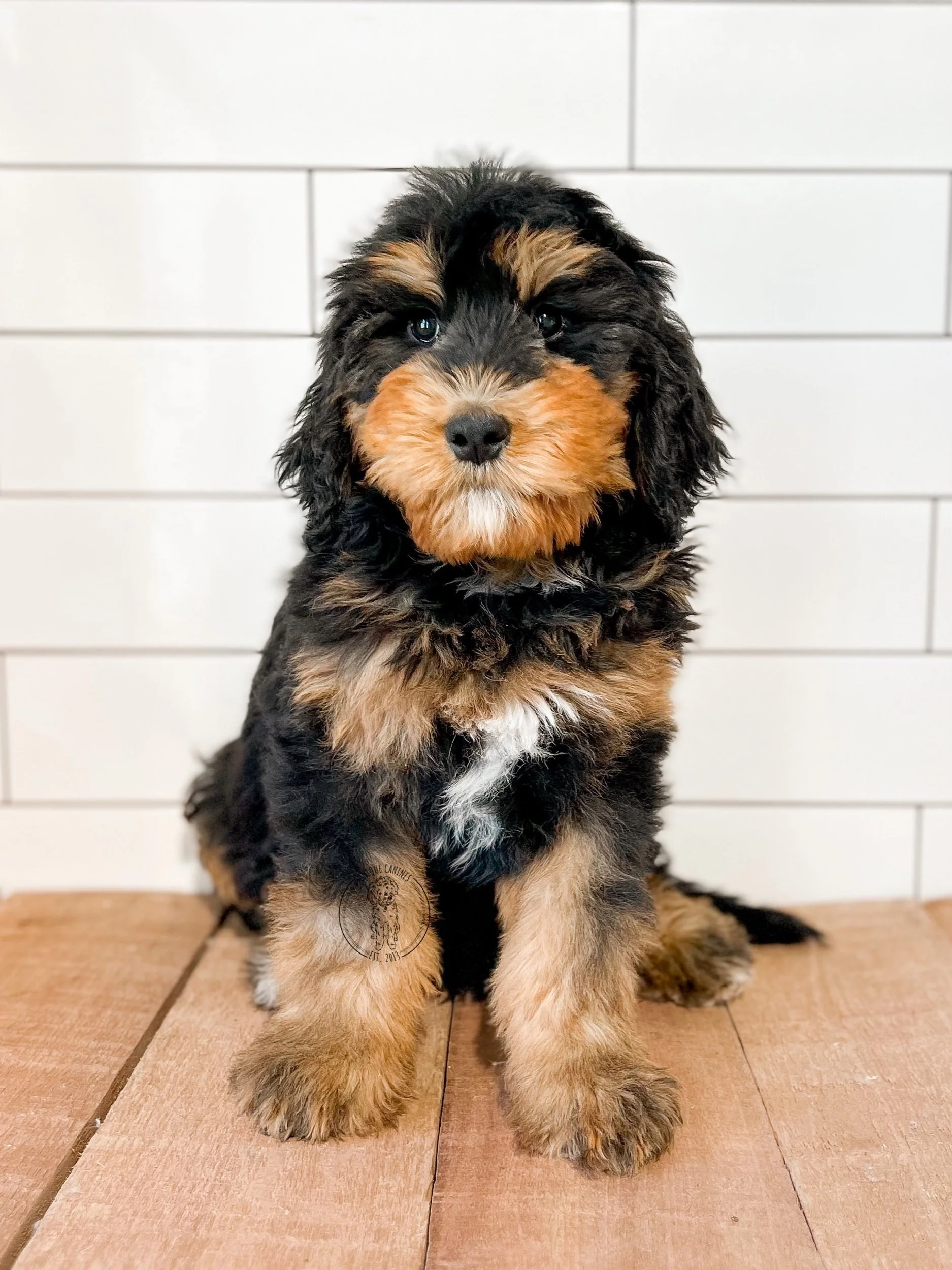 eZy Watermark_30-04-2024_02-55-46-7160PM.jpeg