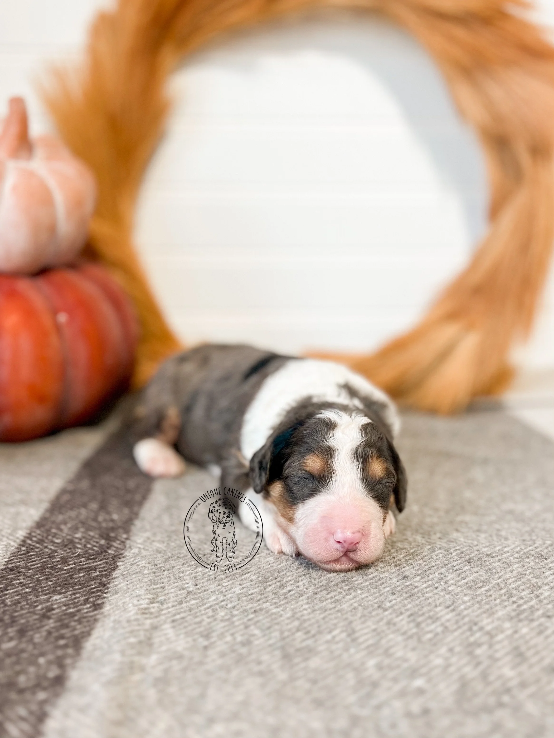 eZy Watermark_02-09-2025_01-16-34-6230PM.JPG