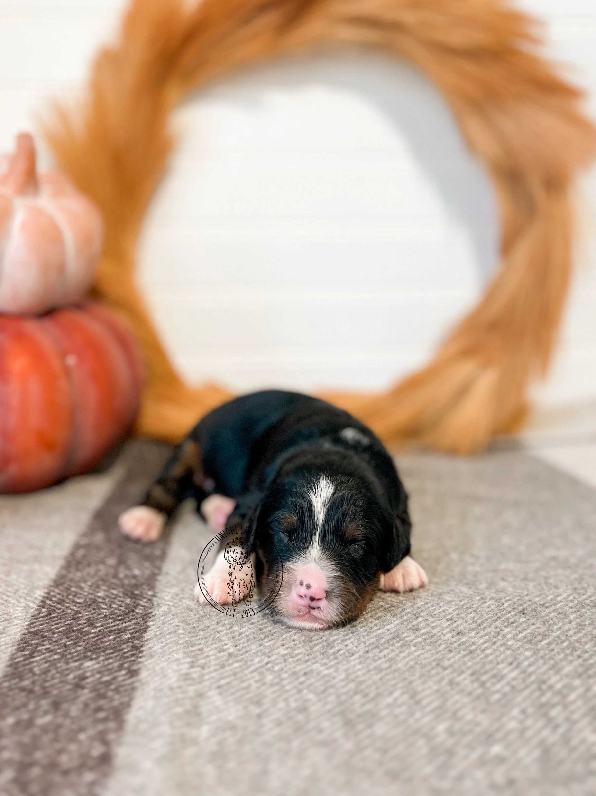 eZy Watermark_02-09-2025_01-16-34-8930PM.JPG