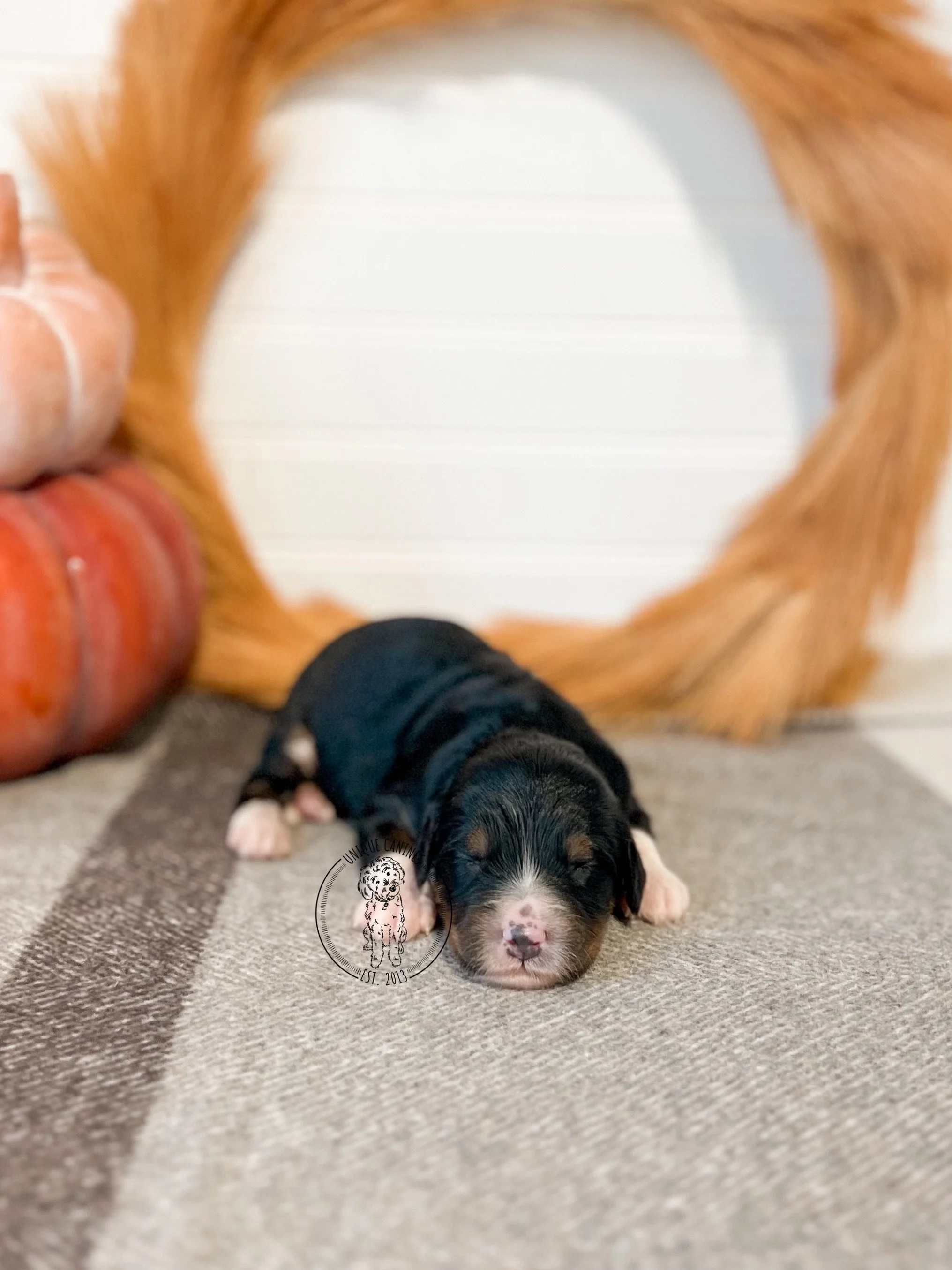 eZy Watermark_02-09-2025_01-16-35-1300PM.JPG