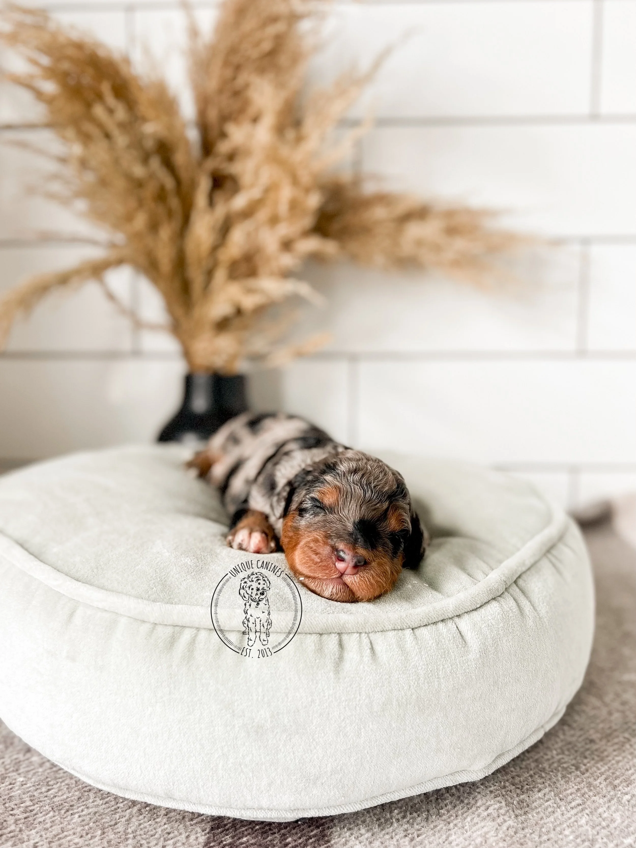 eZy Watermark_10-09-2025_12-29-19-4920PM.JPG