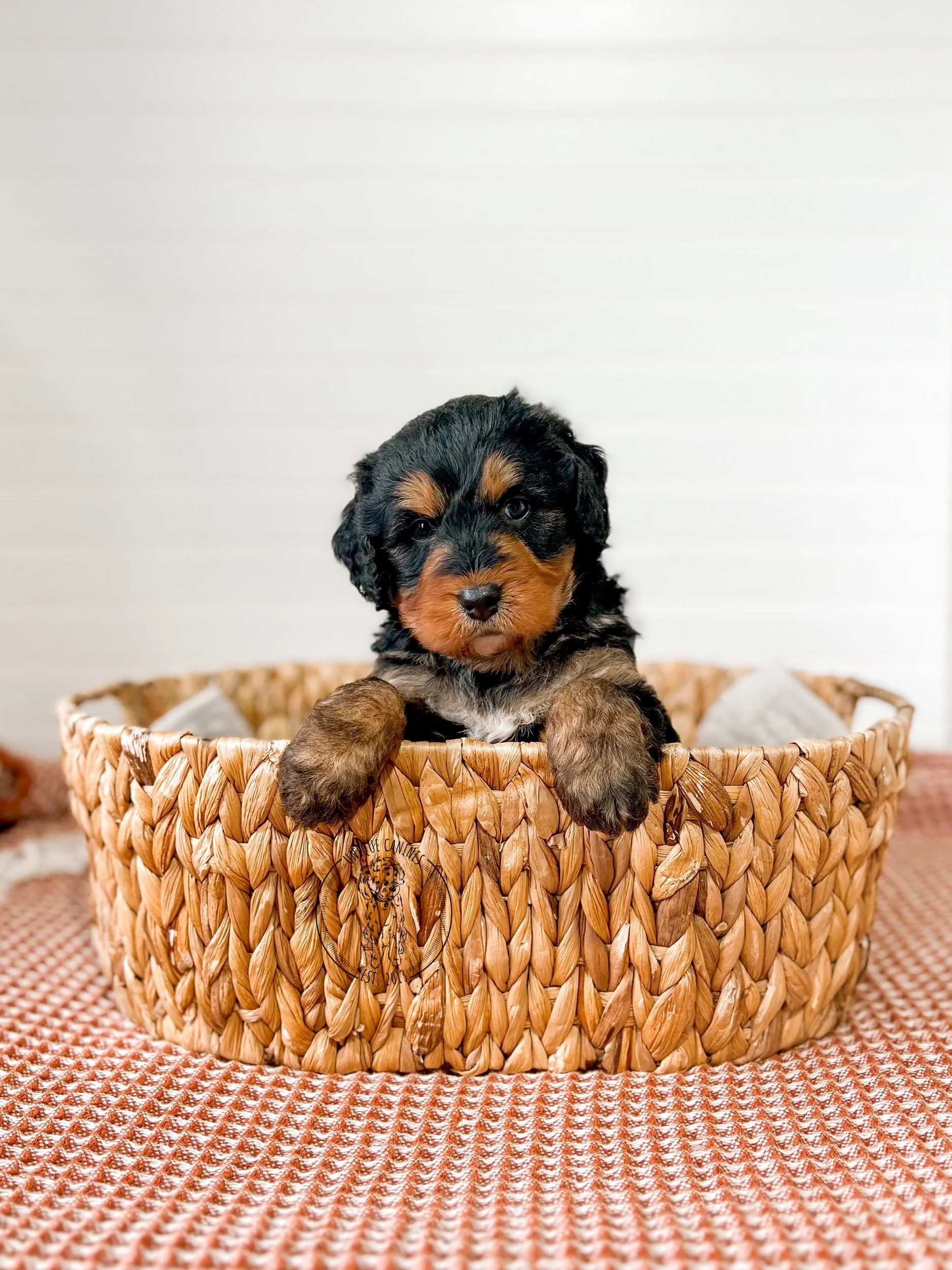 eZy Watermark_24-09-2025_02-11-16-1560PM.jpeg