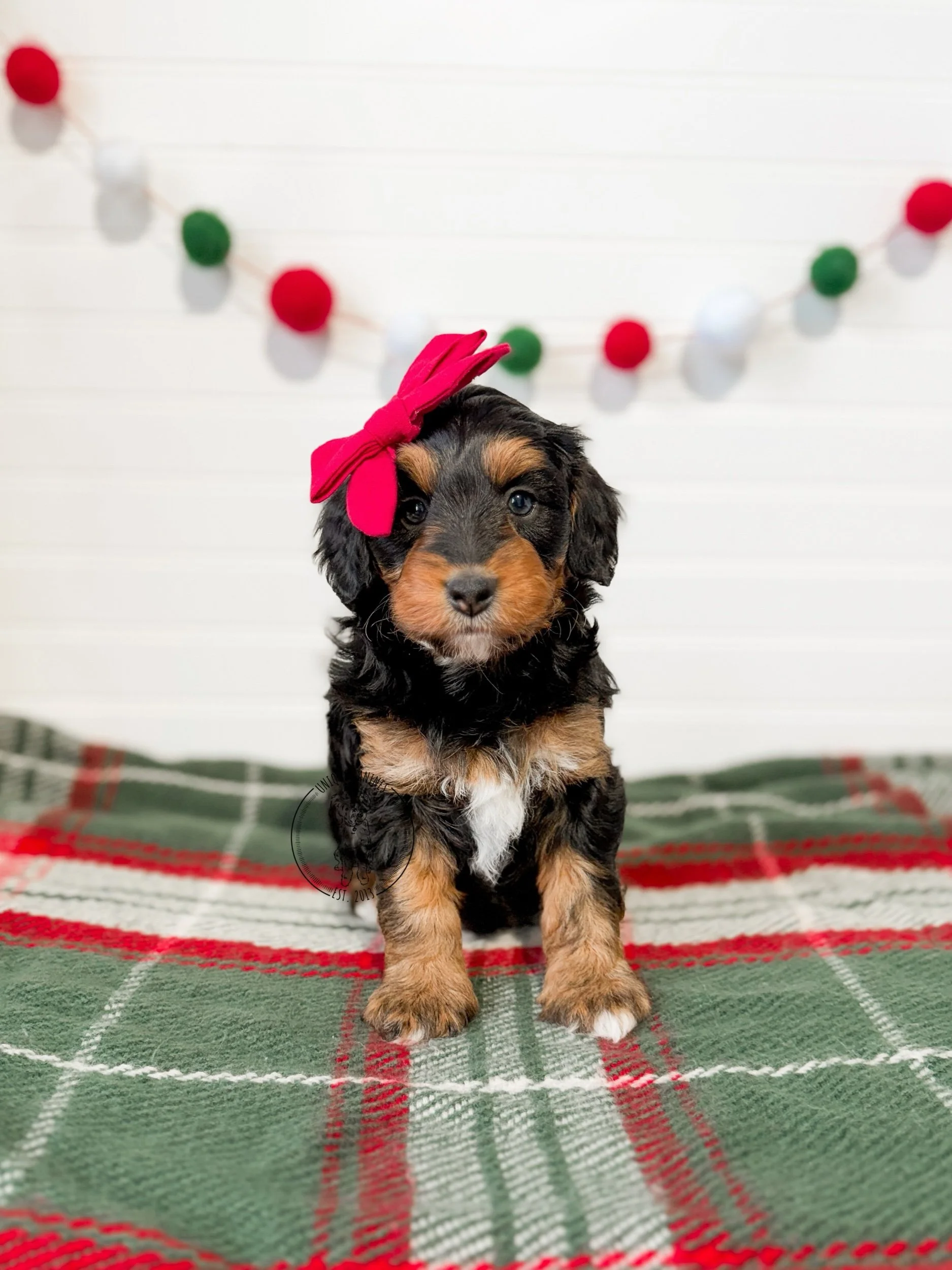 eZy Watermark_03-12-2025_02-22-16-6120PM.jpeg