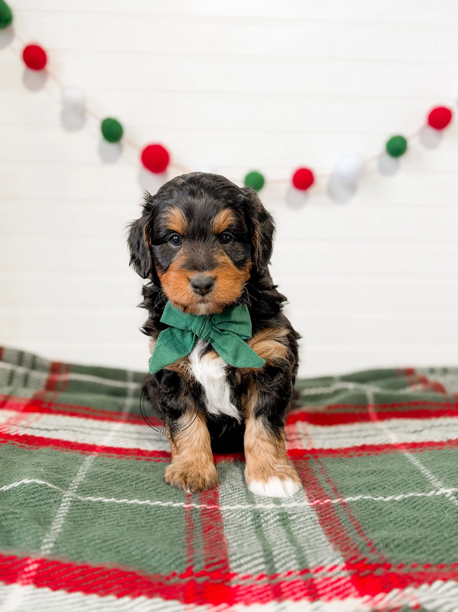 eZy Watermark_03-12-2025_02-22-17-4150PM.jpeg