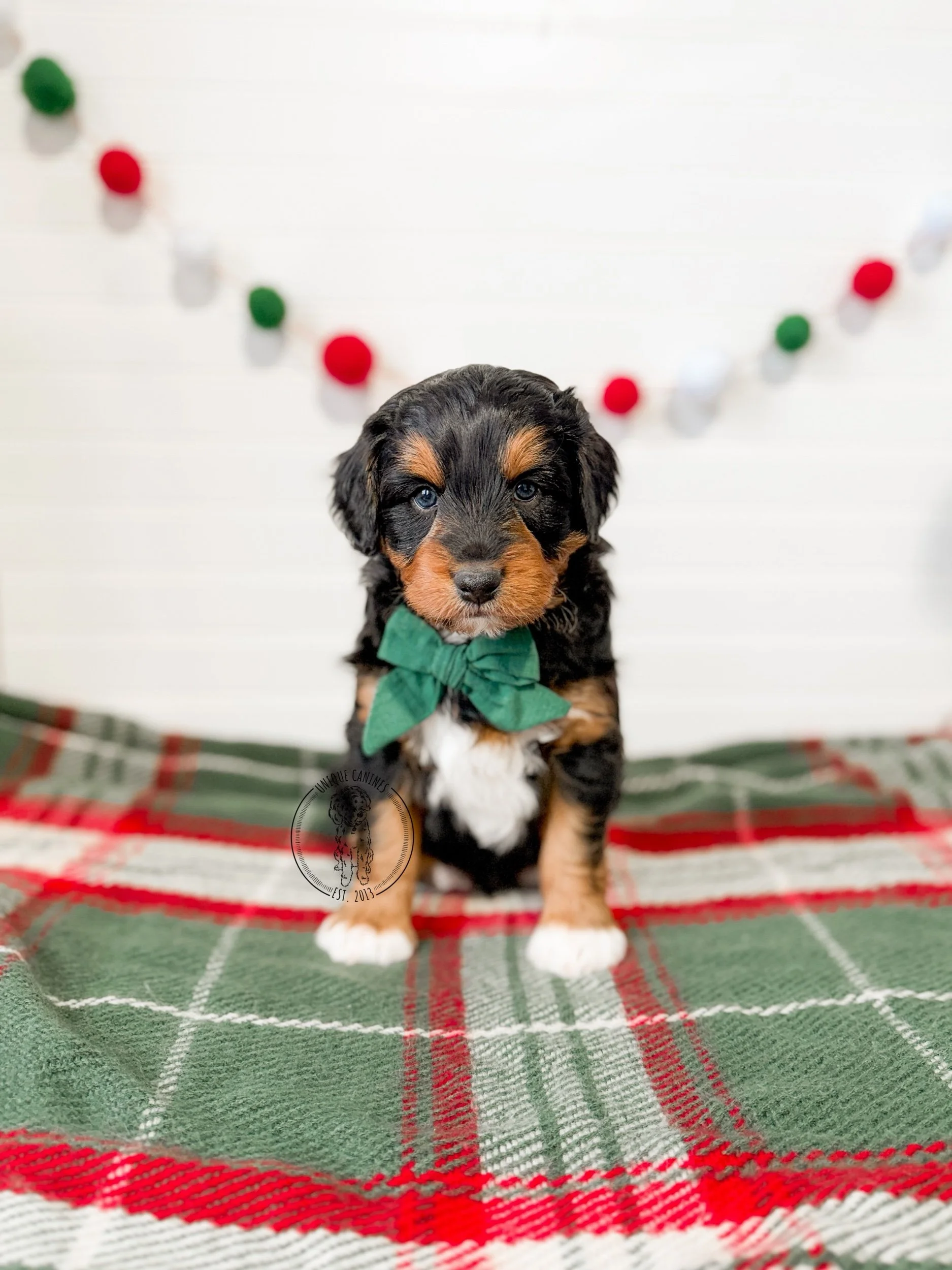 eZy Watermark_03-12-2025_02-22-17-2290PM.jpeg