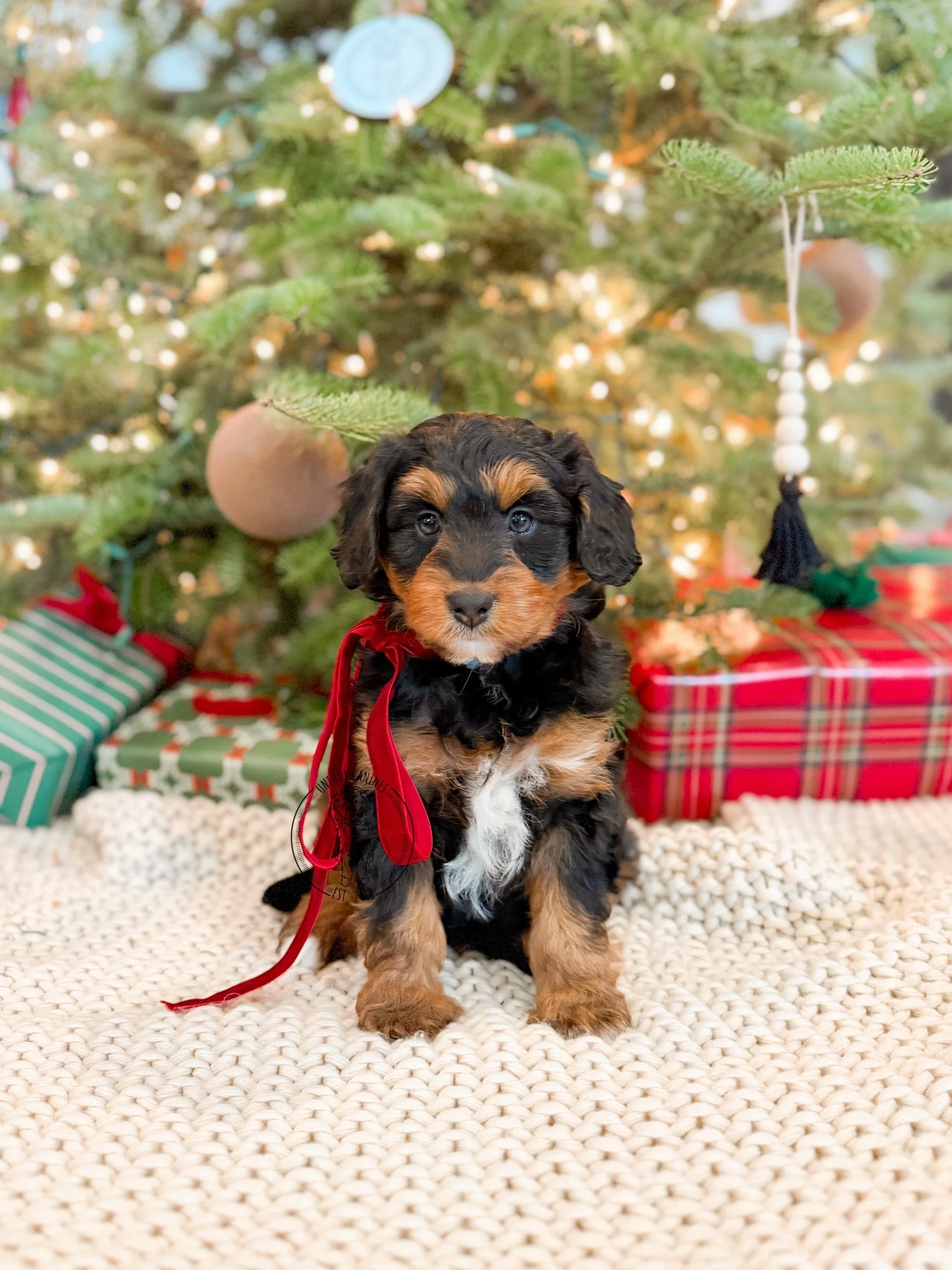 eZy Watermark_13-12-2025_08-05-44-6950PM.jpeg