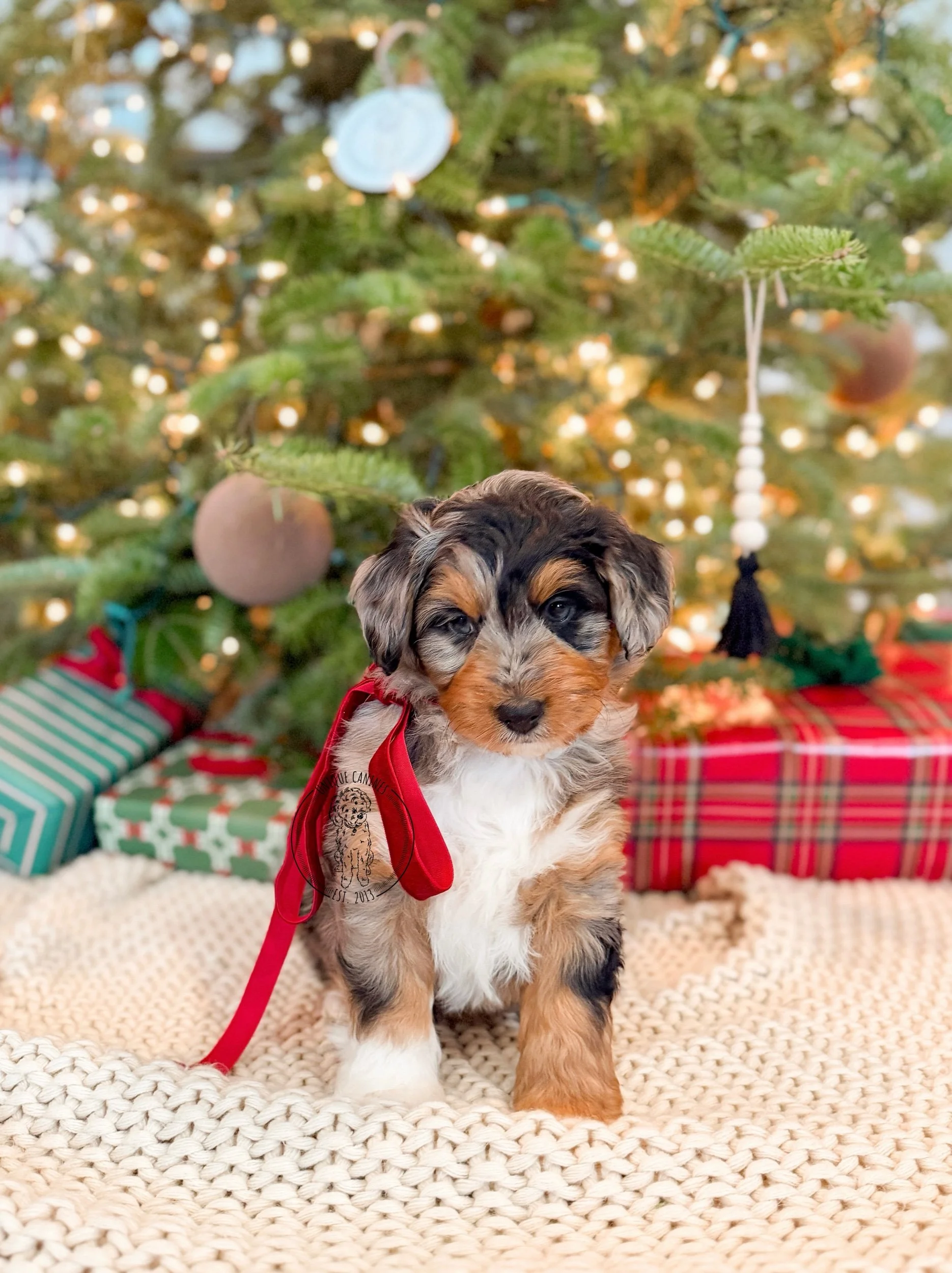 eZy Watermark_13-12-2025_08-05-43-5290PM.jpeg