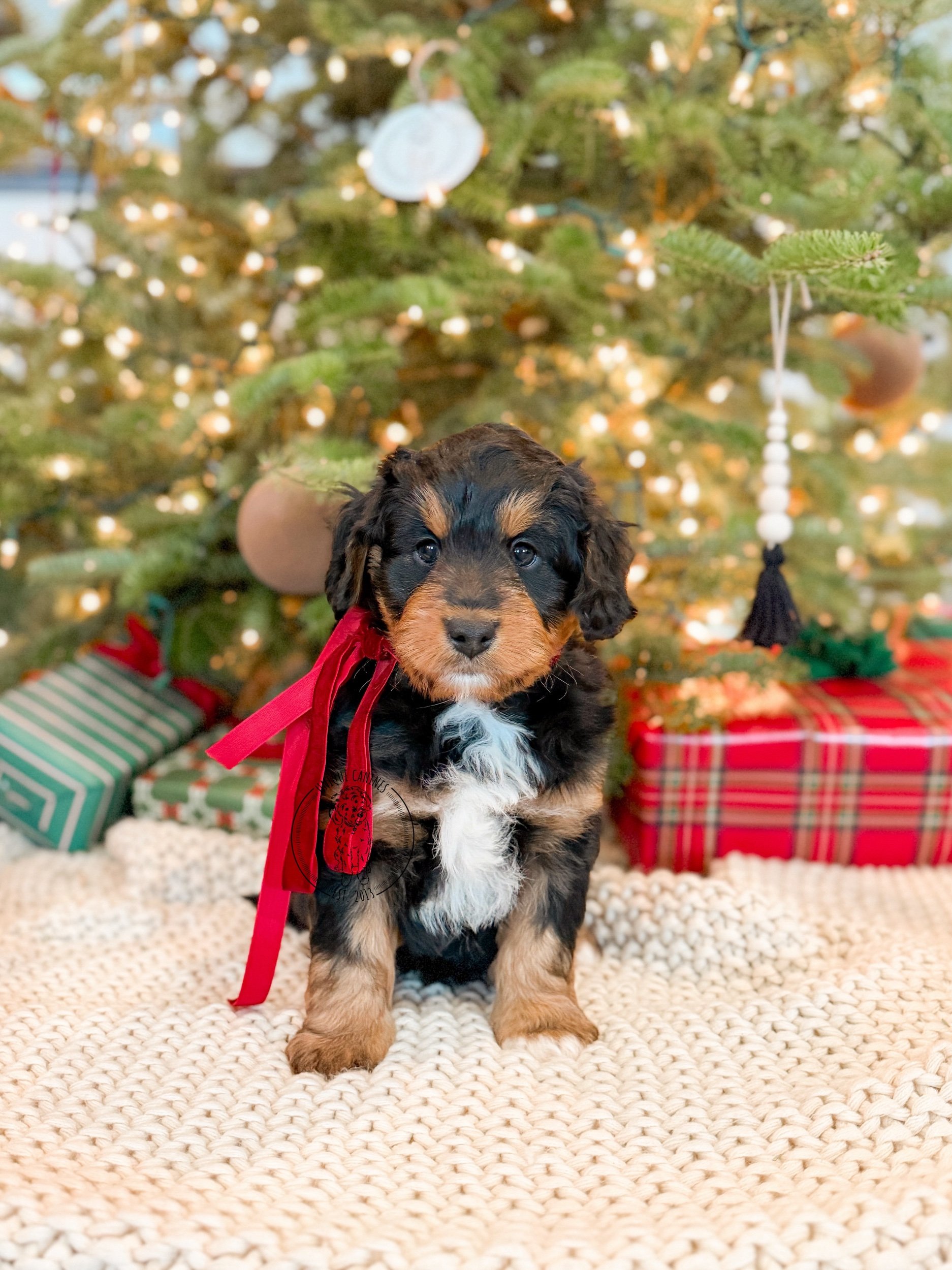 eZy Watermark_13-12-2025_08-05-44-1430PM.jpeg