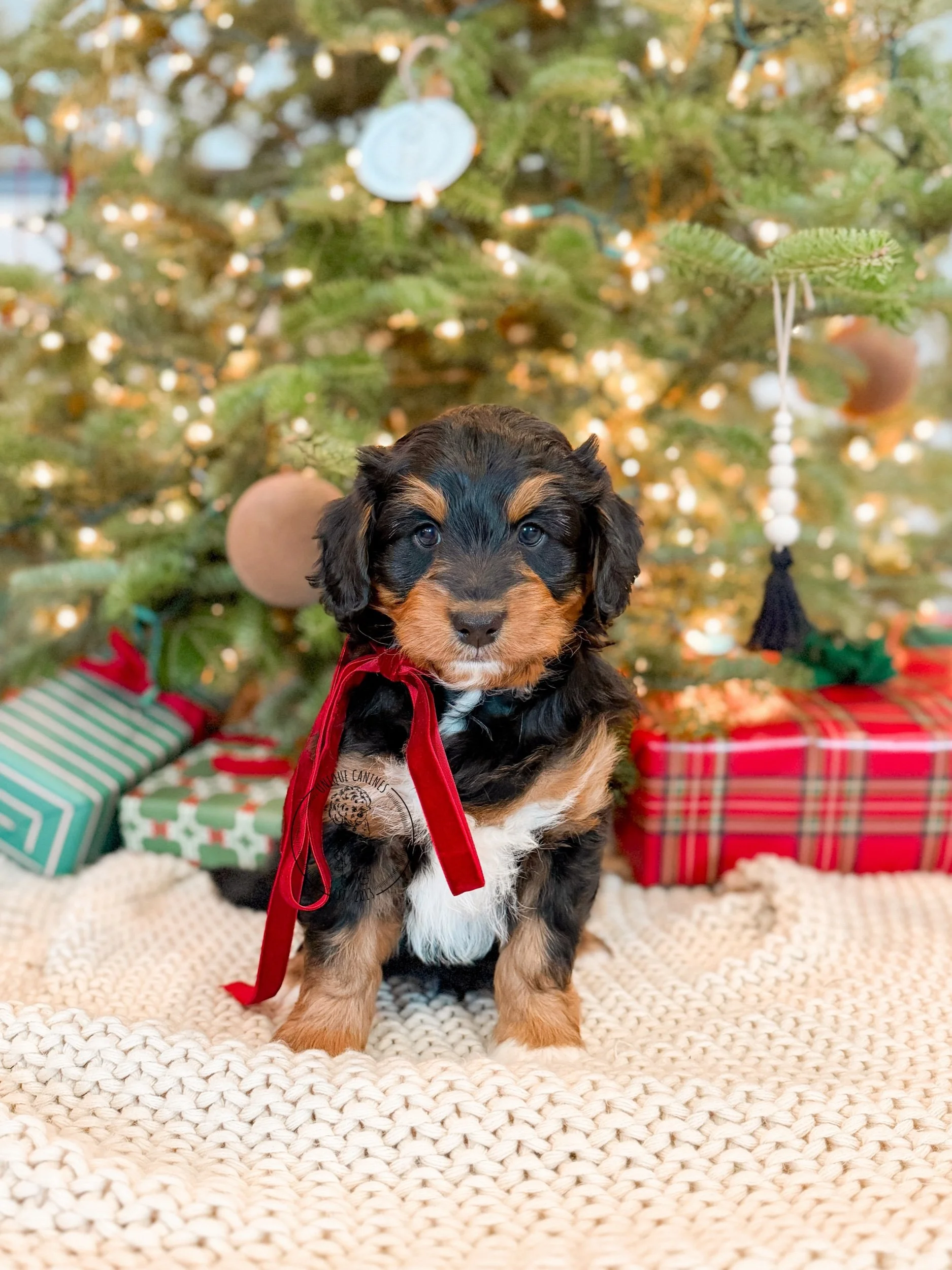 eZy Watermark_13-12-2025_08-05-43-8070PM.jpeg