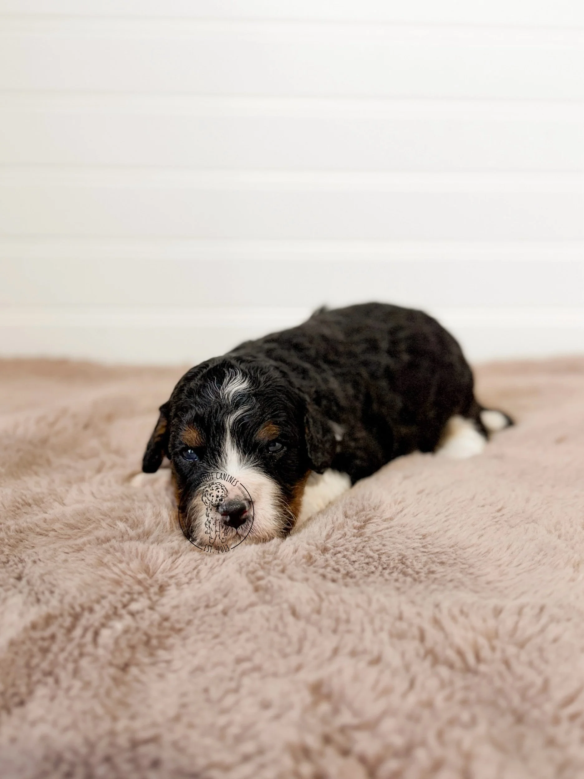 eZy Watermark_17-01-2026_01-32-37-7800PM.jpeg