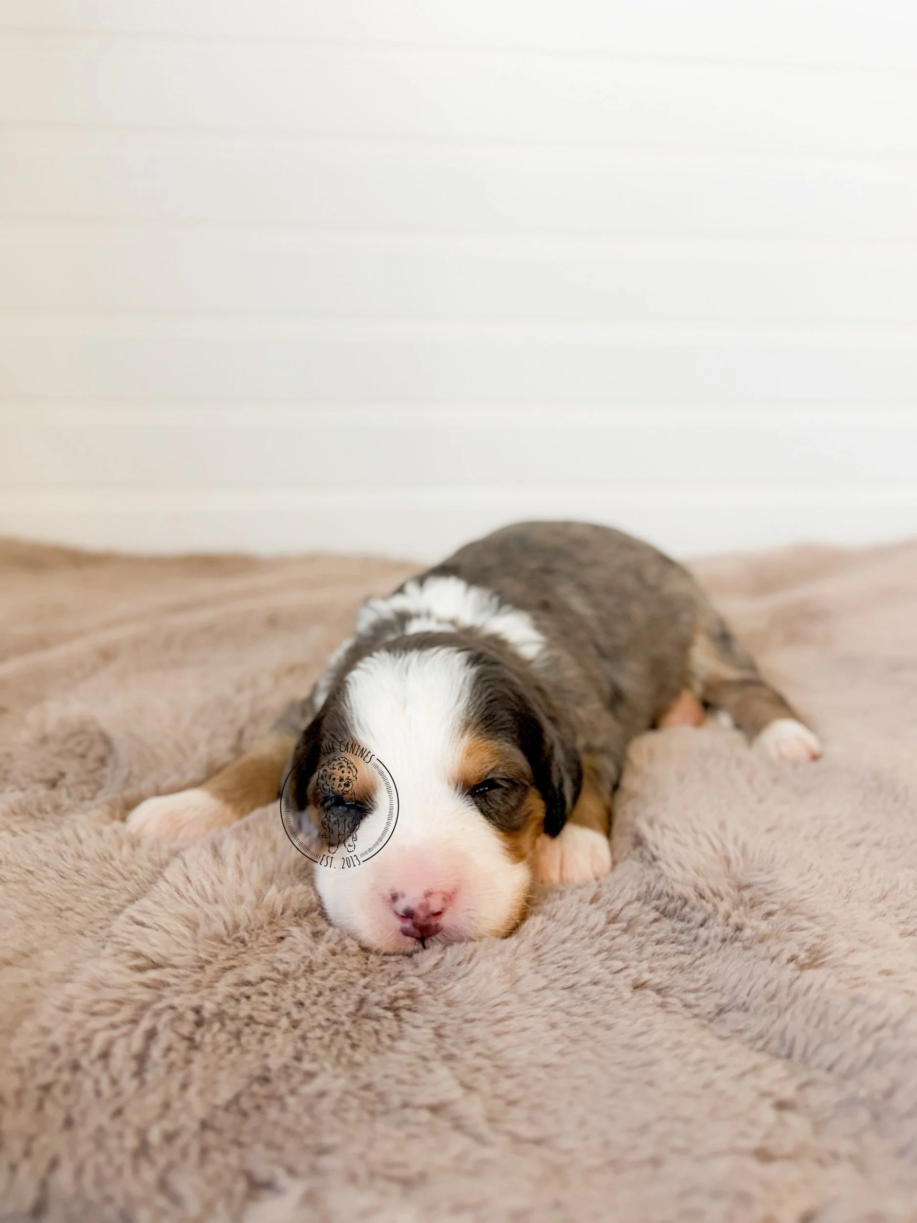 eZy Watermark_17-01-2026_01-32-39-2250PM.jpeg