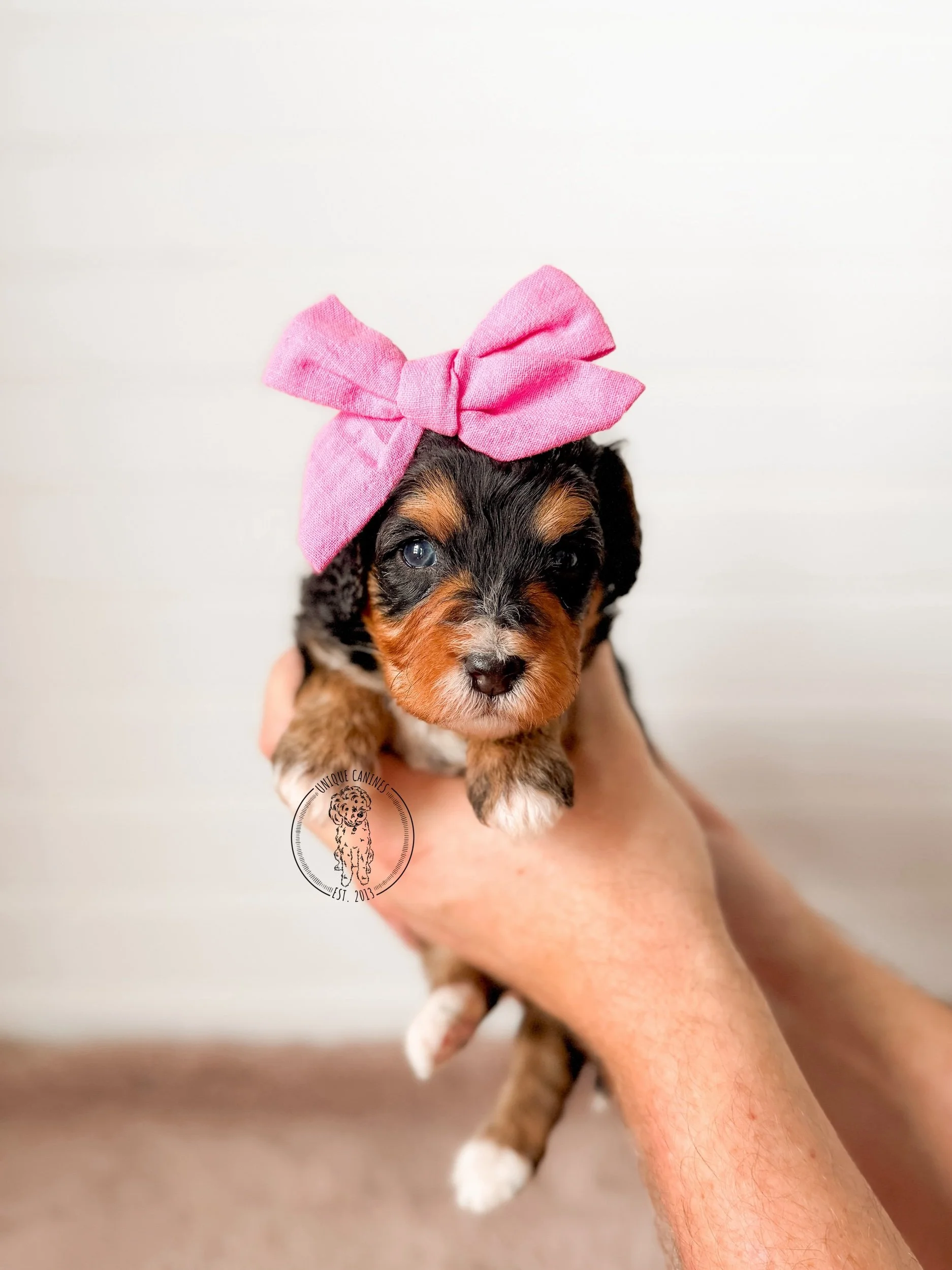 eZy Watermark_24-01-2026_02-30-27-6160PM.jpeg