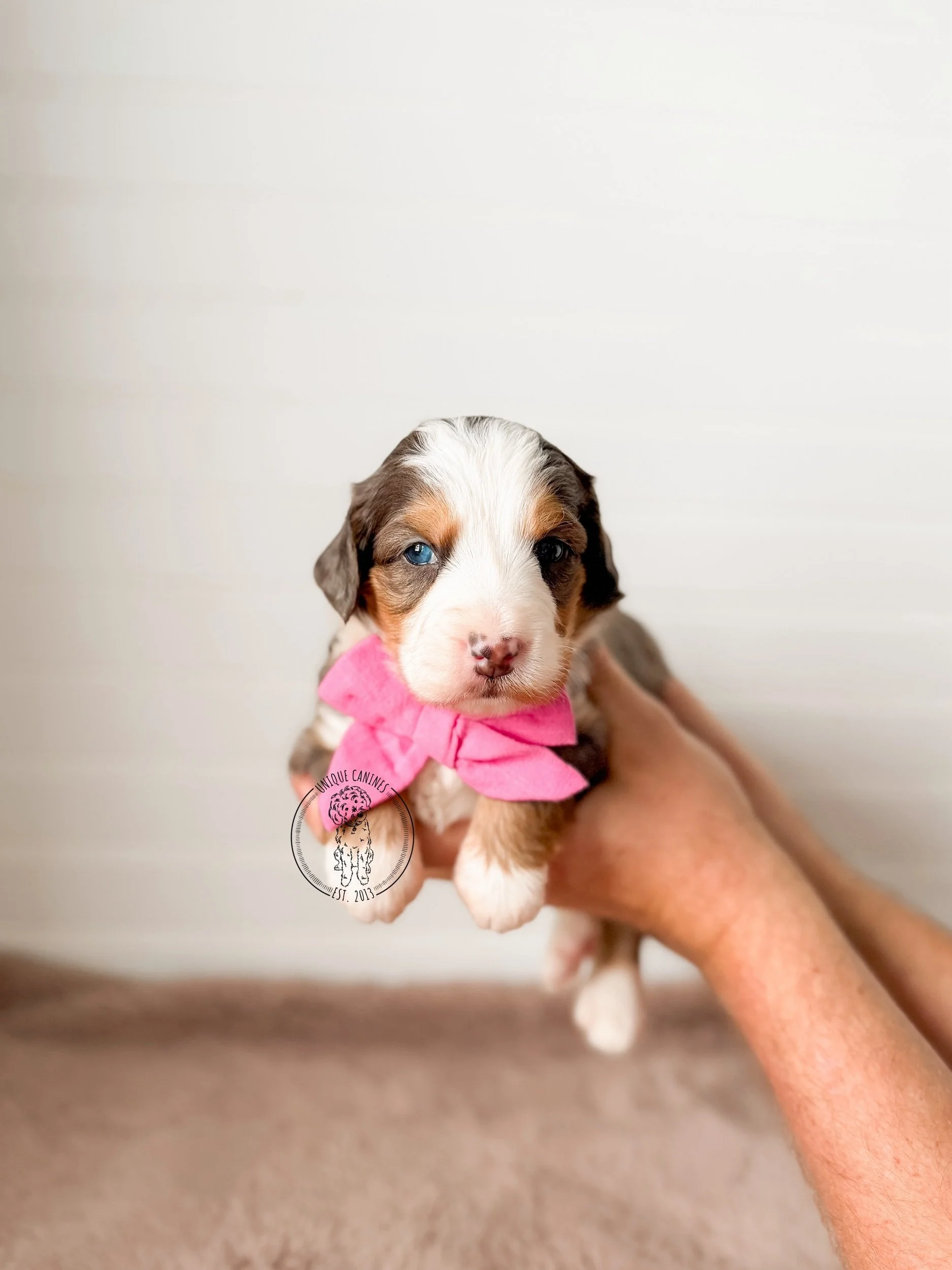 eZy Watermark_24-01-2026_02-30-28-5350PM.jpeg