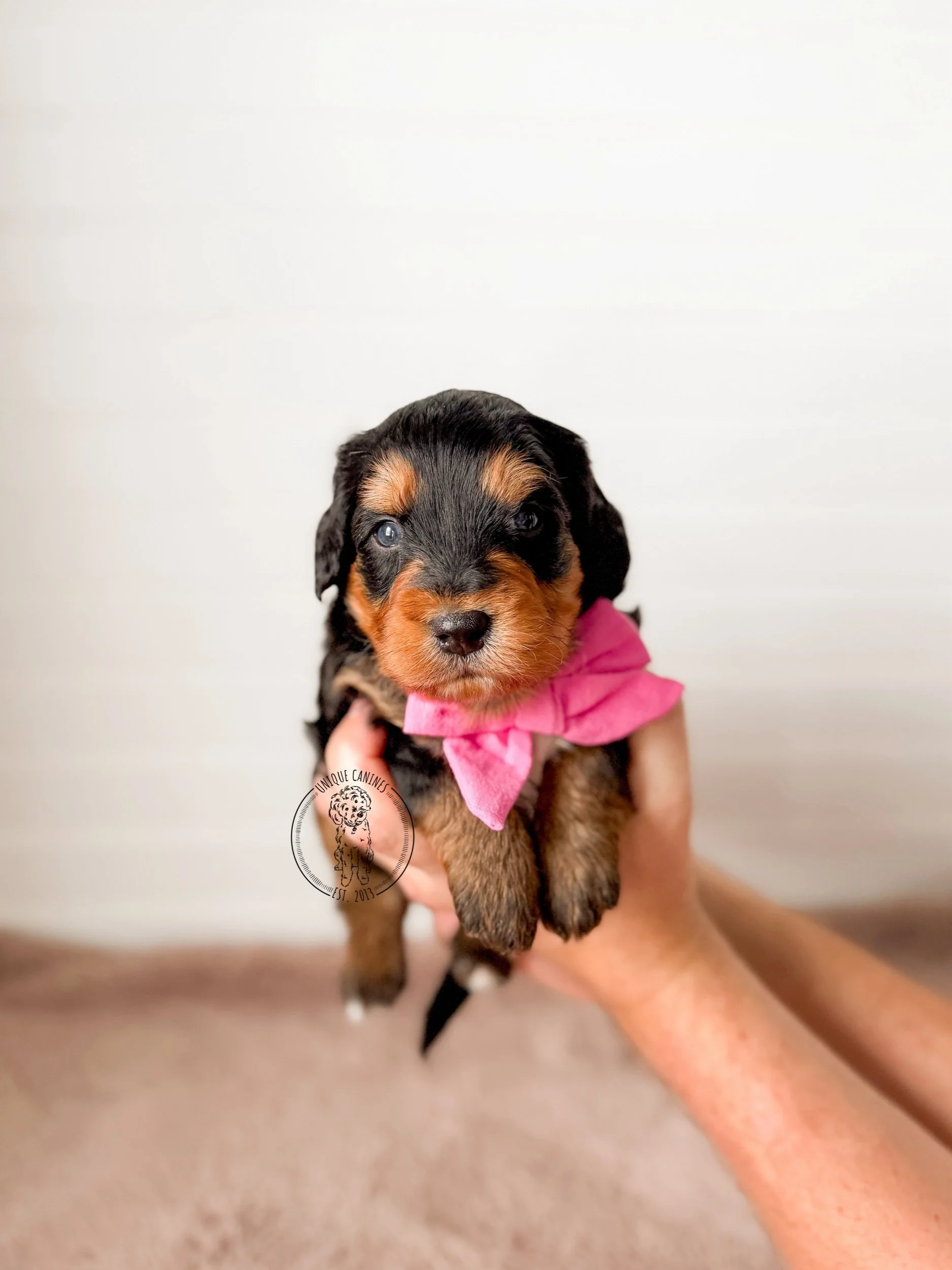 eZy Watermark_24-01-2026_02-30-28-8390PM.jpeg