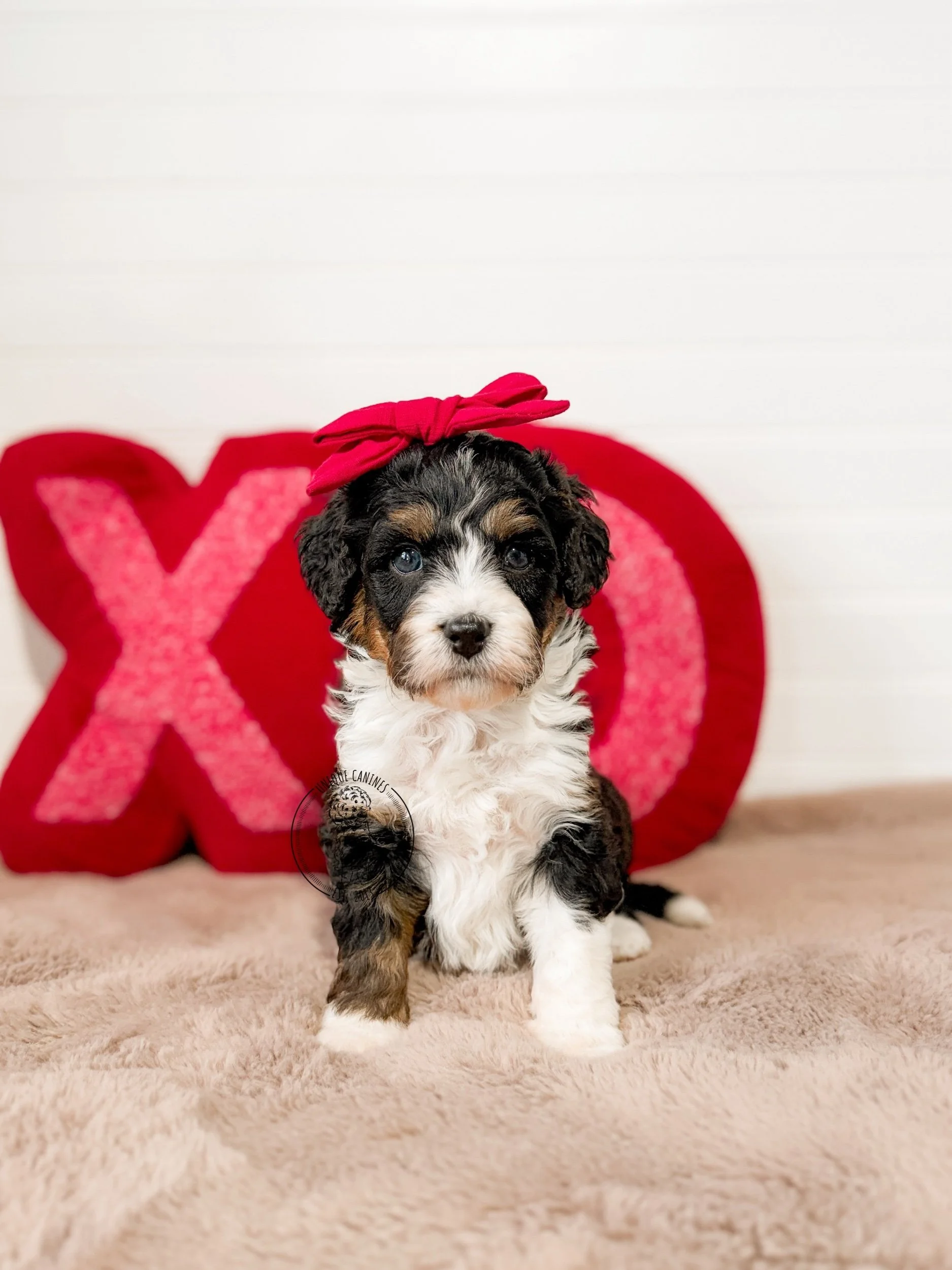 eZy Watermark_02-02-2026_03-49-55-1880PM.jpeg