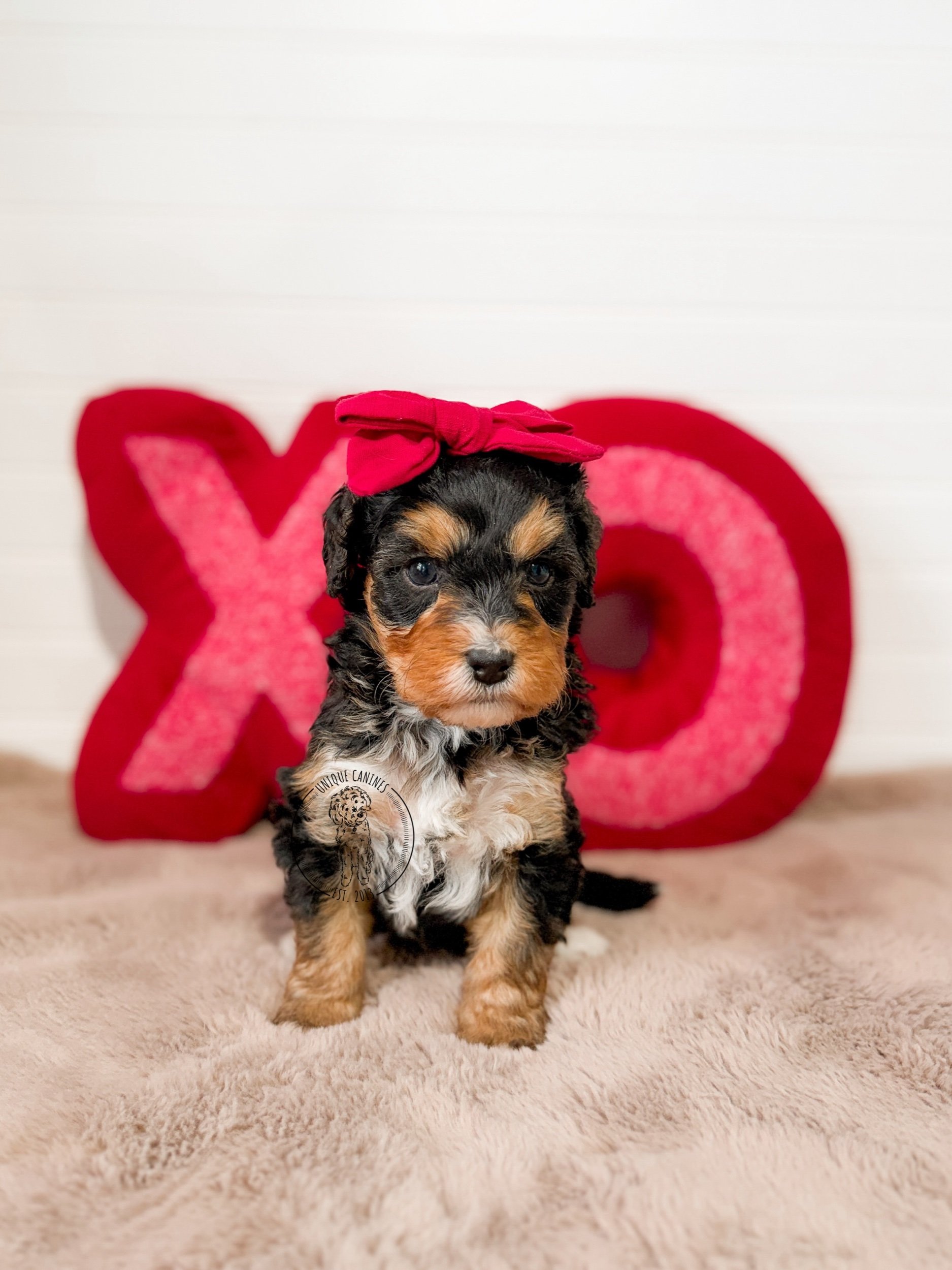 eZy Watermark_02-02-2026_03-49-55-9510PM.jpeg