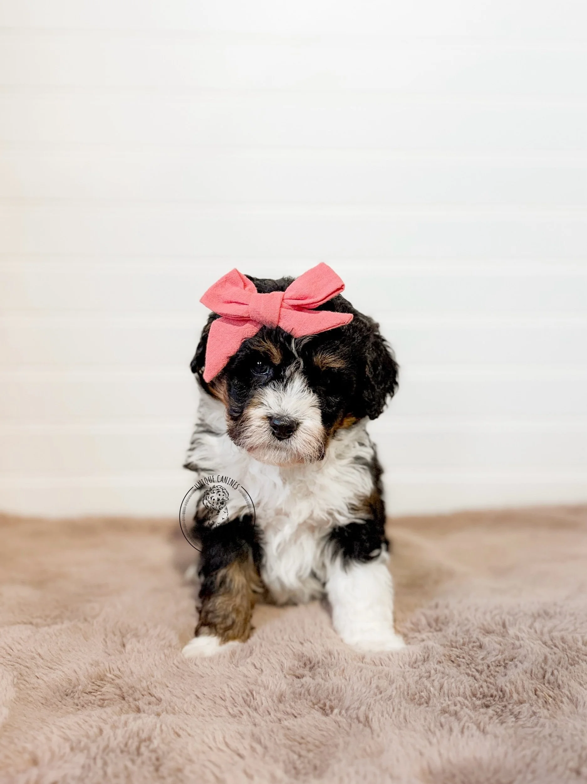 eZy Watermark_12-02-2026_08-38-00-8210AM.jpeg