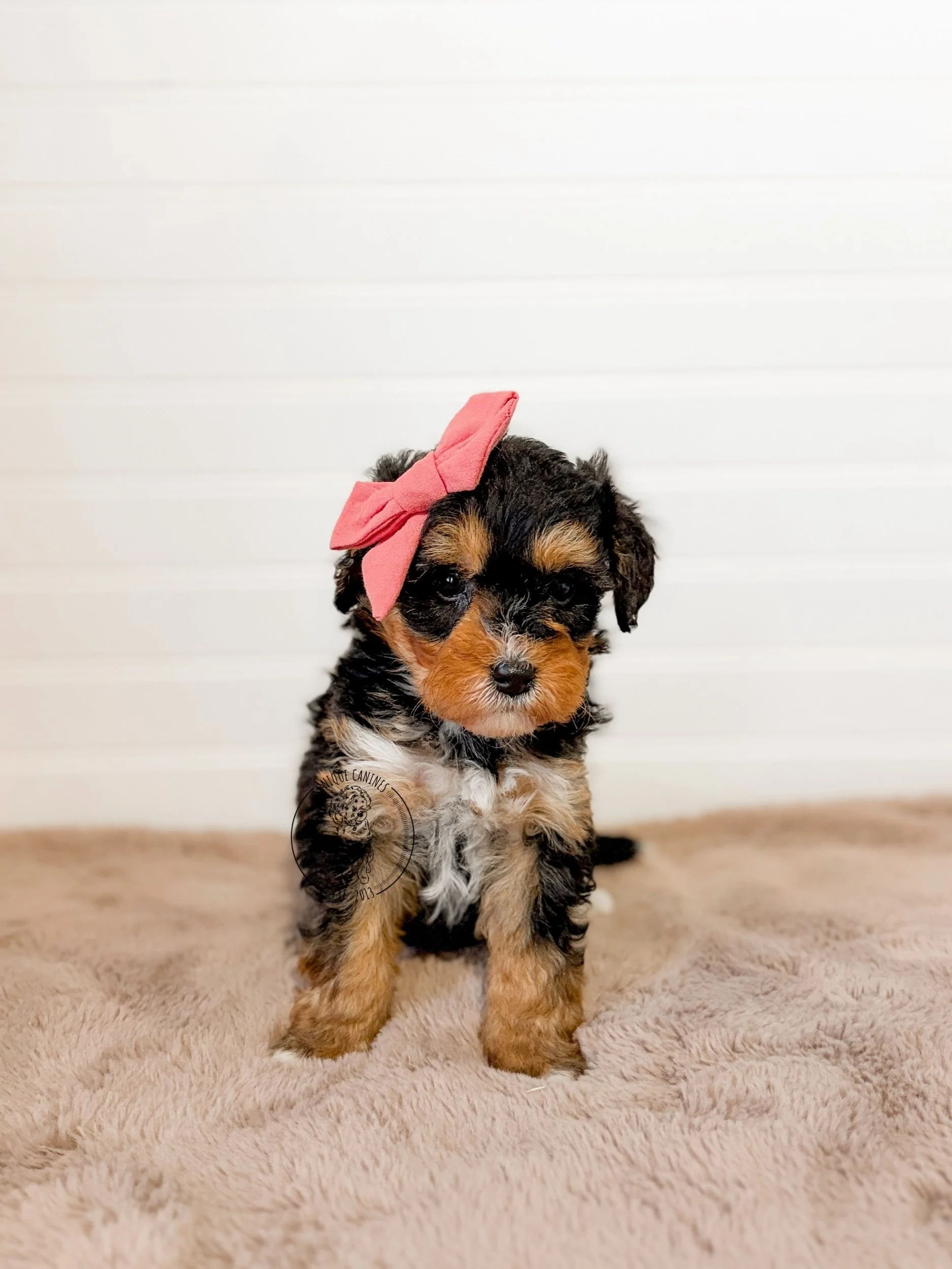 eZy Watermark_12-02-2026_08-38-01-2210AM.jpeg