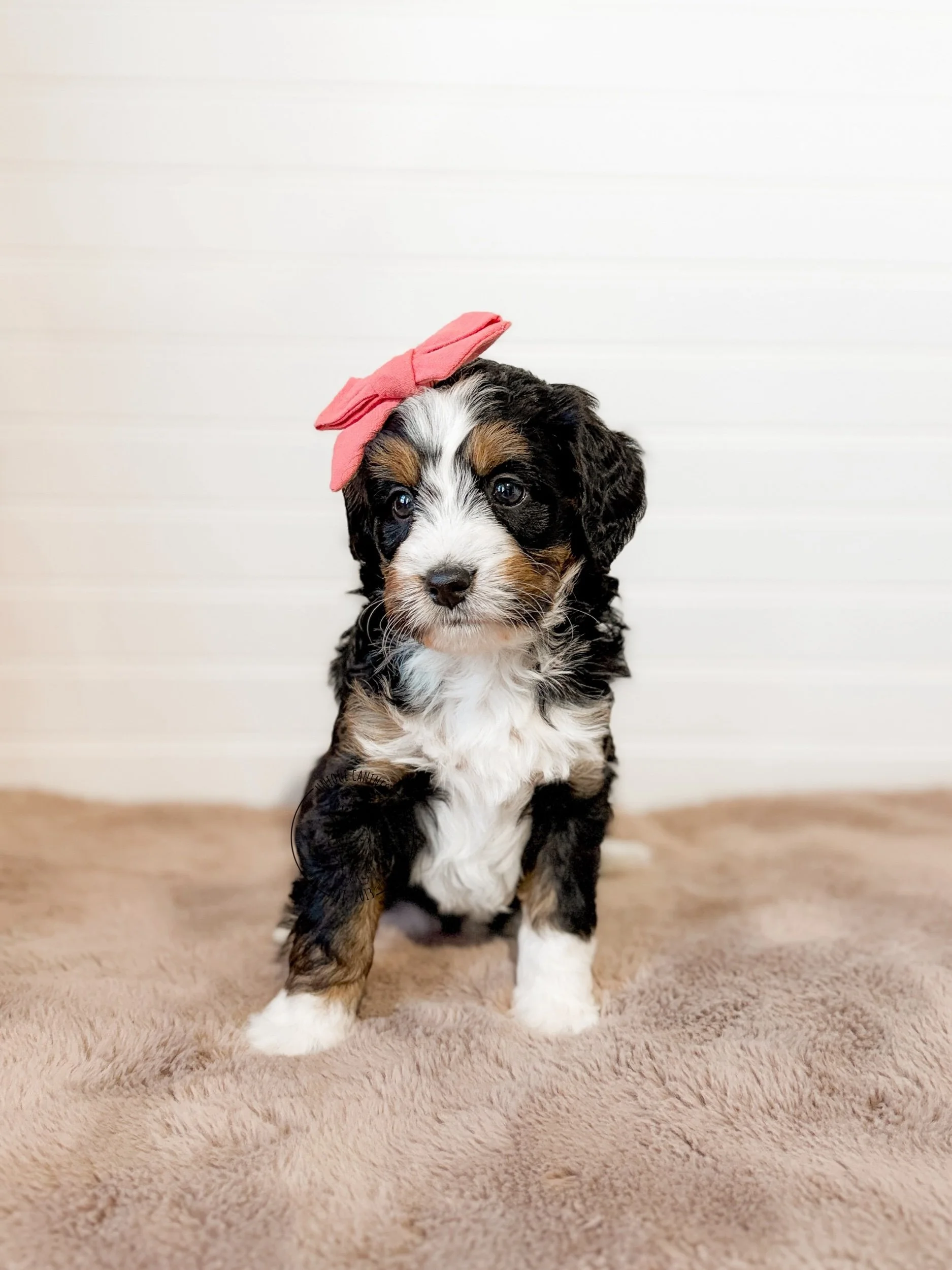 eZy Watermark_12-02-2026_08-38-01-7680AM.jpeg