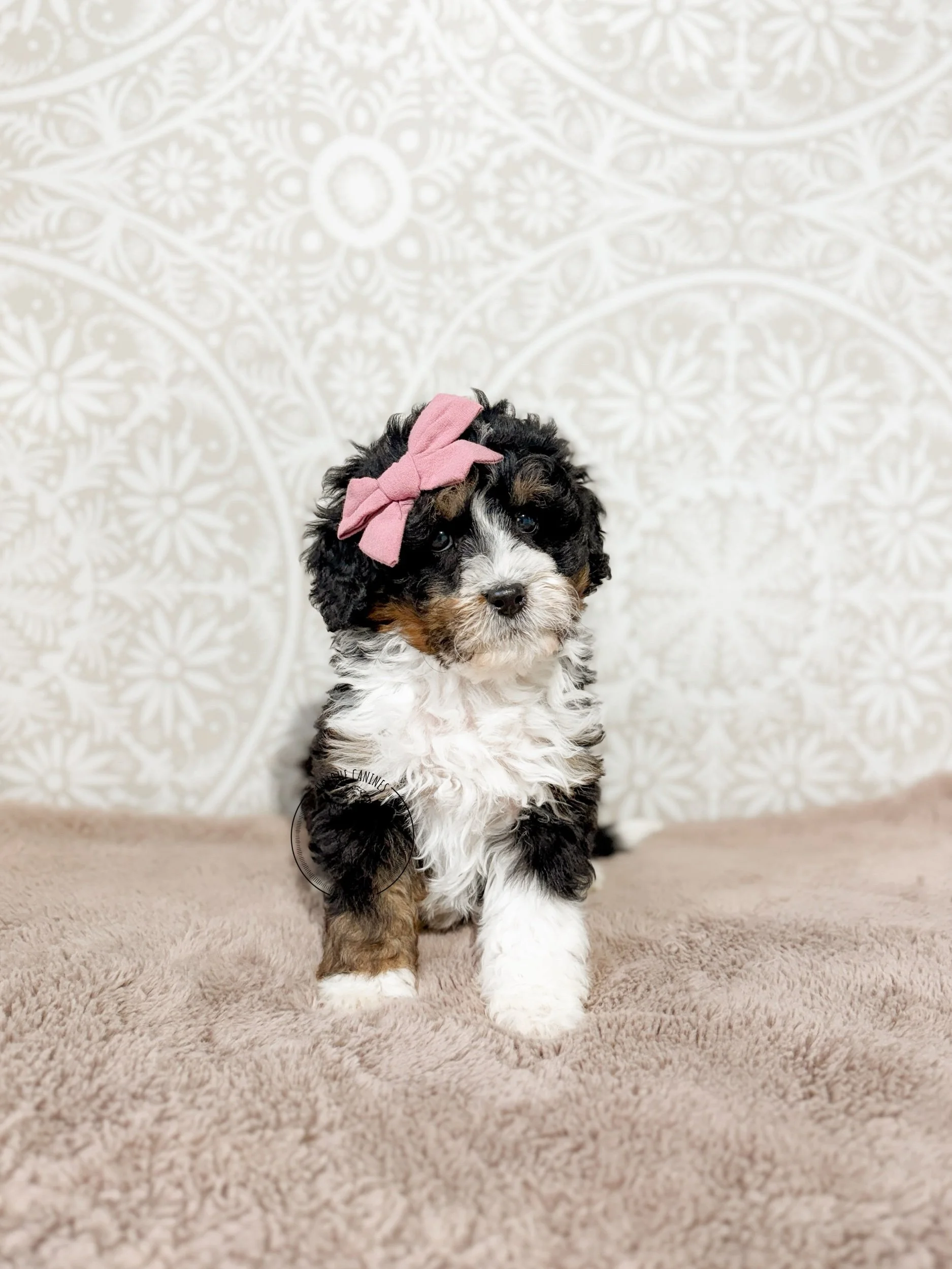 eZy Watermark_05-03-2026_01-19-31-9890PM.jpeg