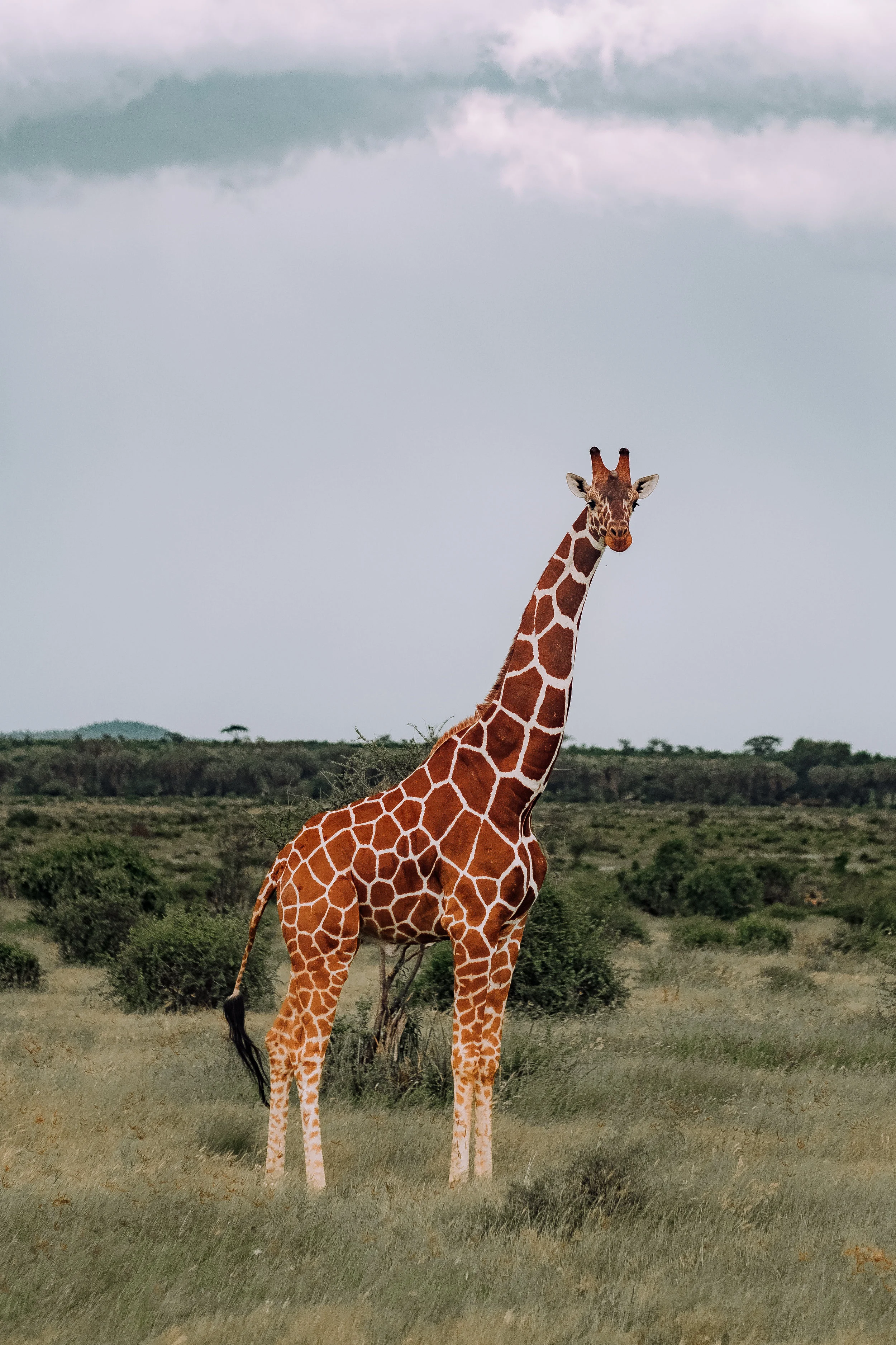 kenya-80.jpg