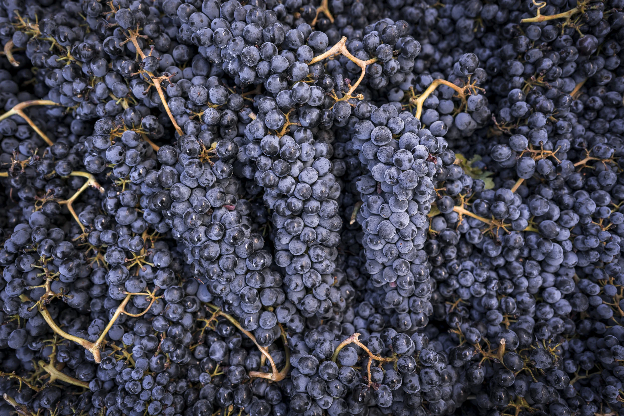TwillWinery-11.jpg