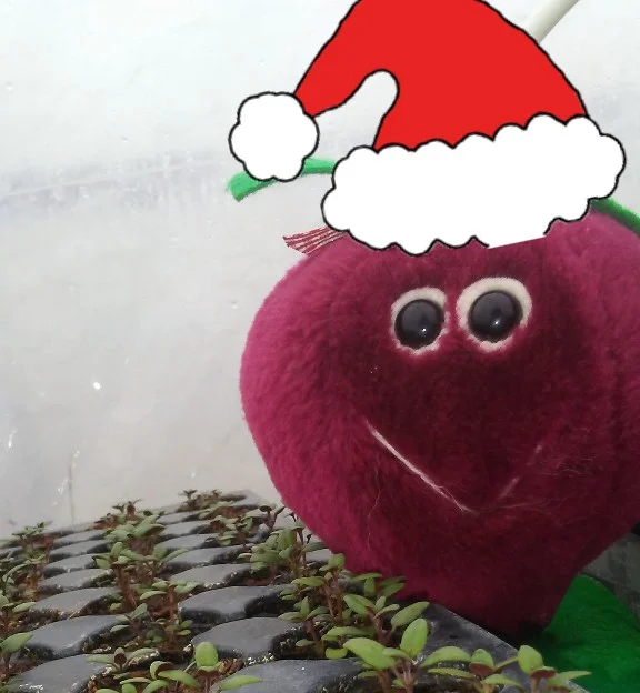 christmas beetie2.jpg